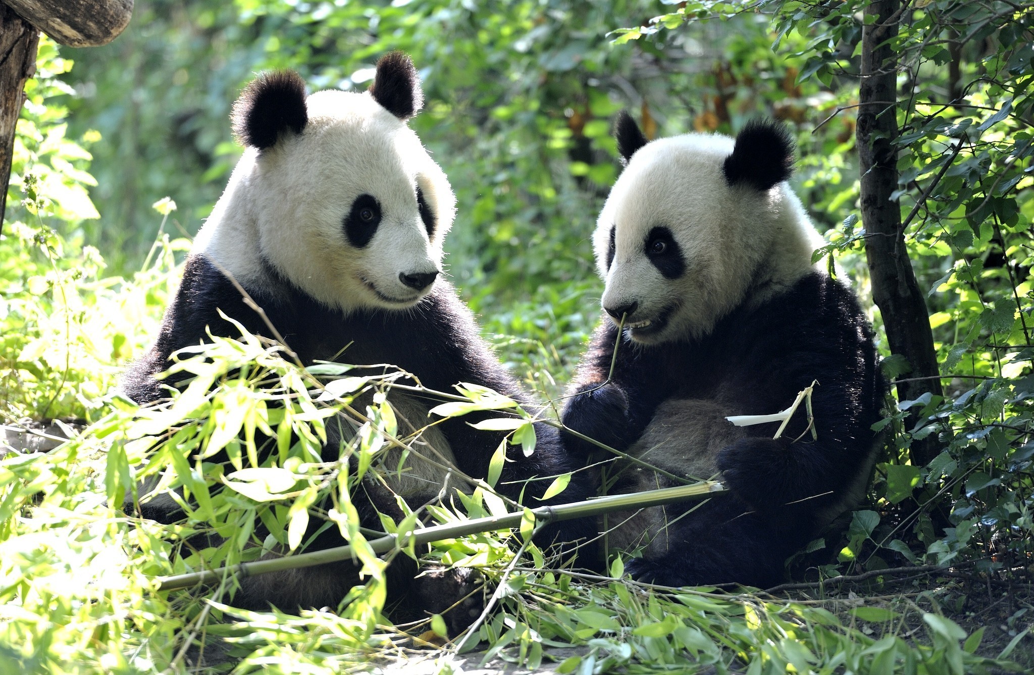 Descarga gratis la imagen Animales, Panda en el escritorio de tu PC