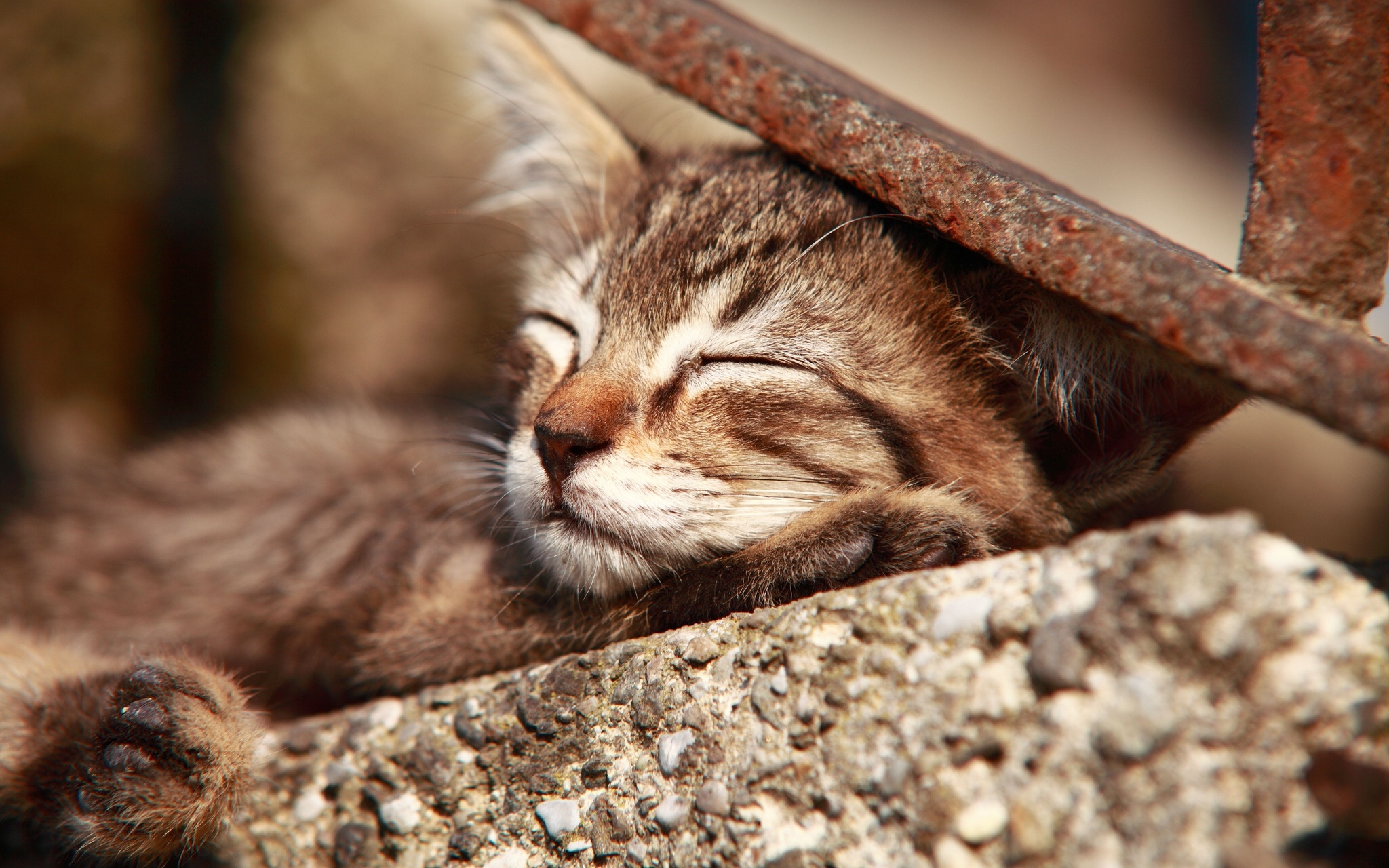 Скачати мобільні шпалери Кішка, Кошеня, Тварина, Коти, Спить безкоштовно.