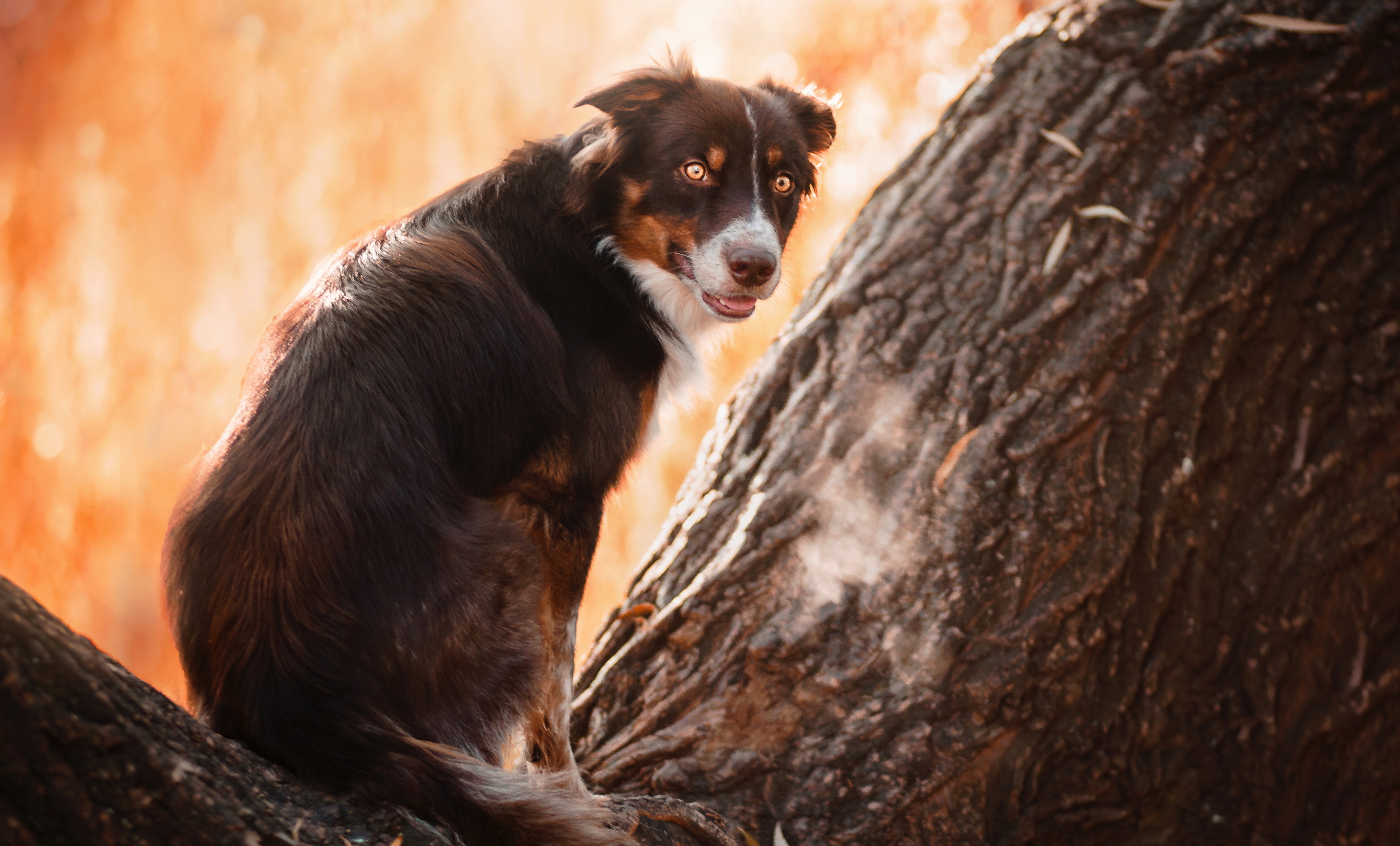 Téléchargez des papiers peints mobile Animaux, Chiens, Chien gratuitement.