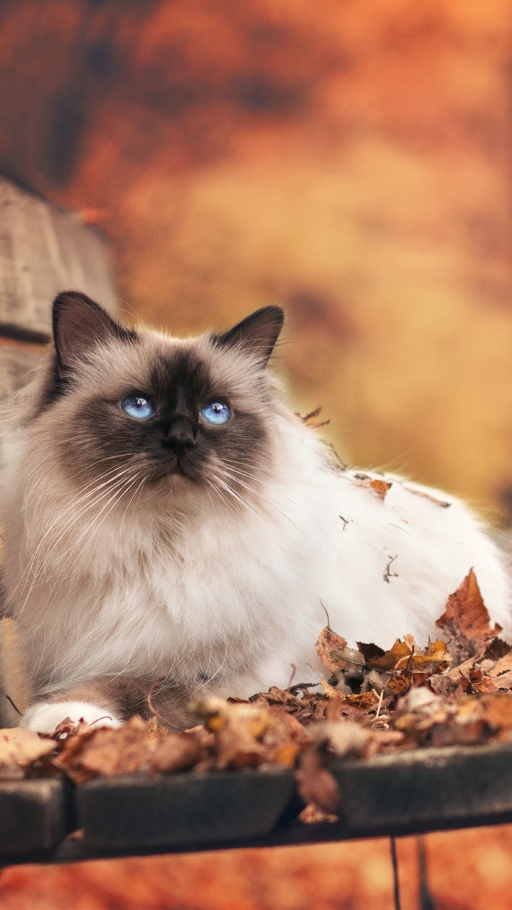 Download mobile wallpaper Cats, Forest, Cat, Fall, Animal, Bench, Himalayan Cat for free.