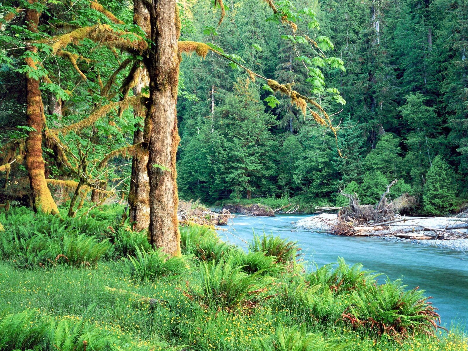 Скачати мобільні шпалери Річка, Папороть, Дерева, Природа безкоштовно.