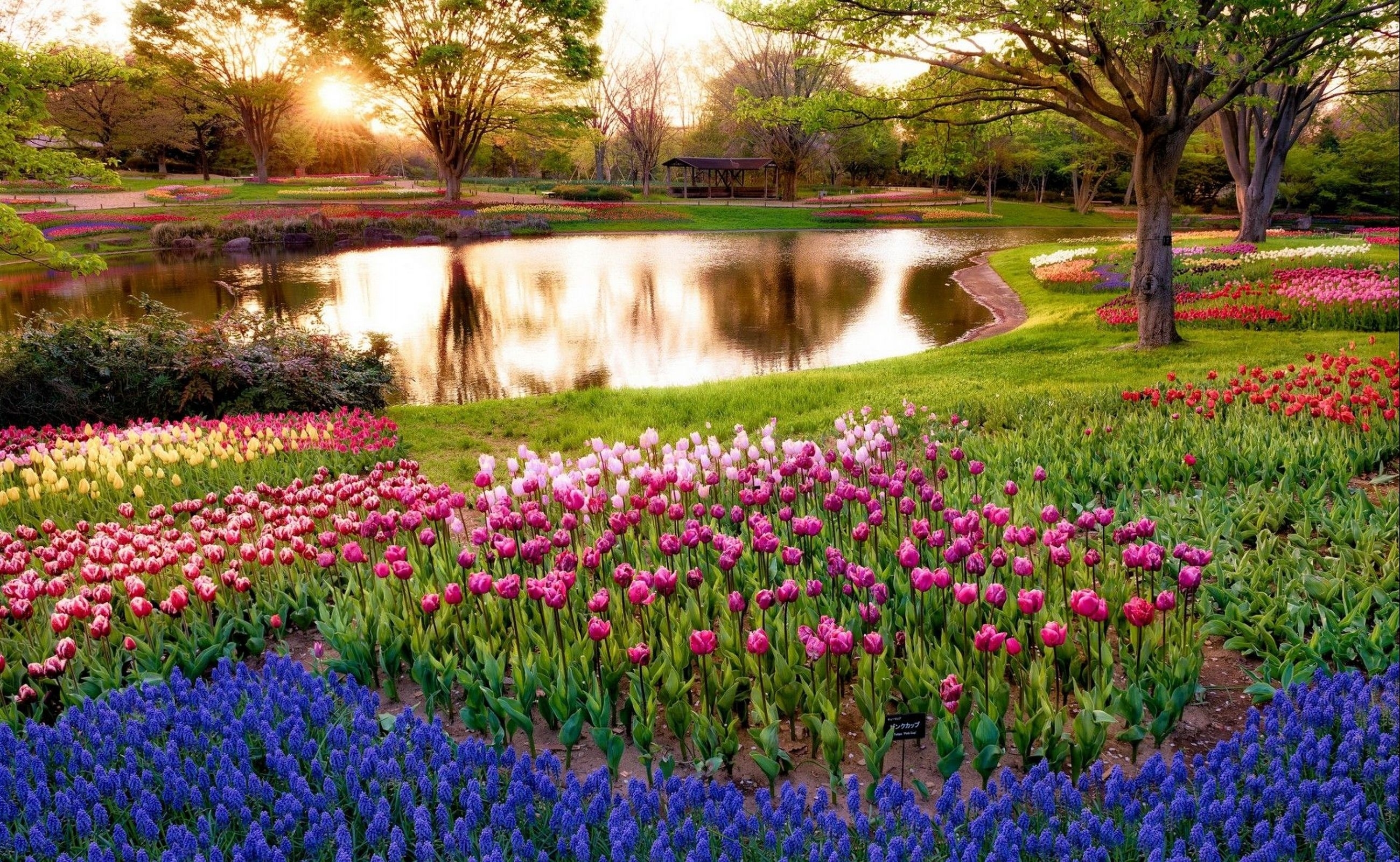 Free download wallpaper Lake, Flower Bed, Flowerbed, Nature, Tulips on your PC desktop