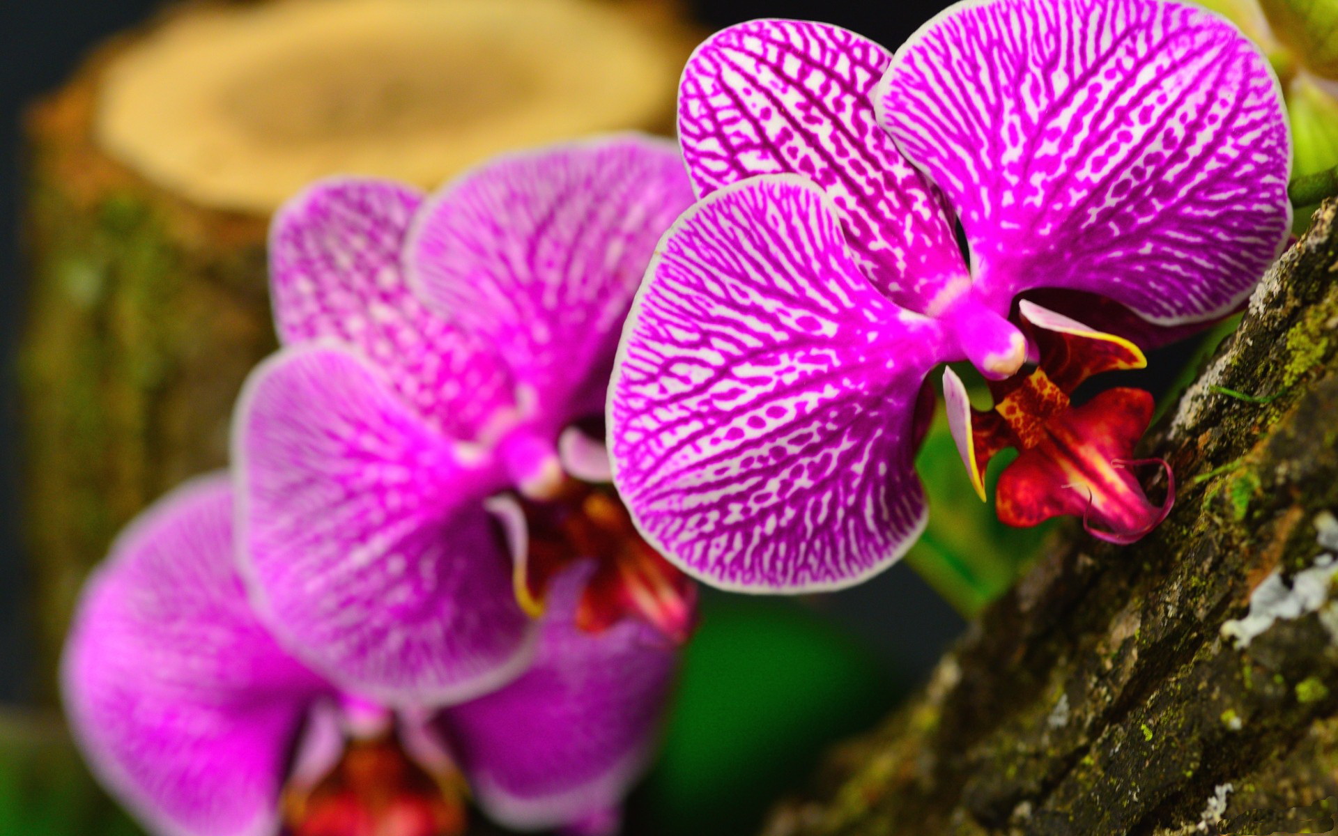 Téléchargez des papiers peints mobile Orchidée, Fleurs, Terre/nature gratuitement.
