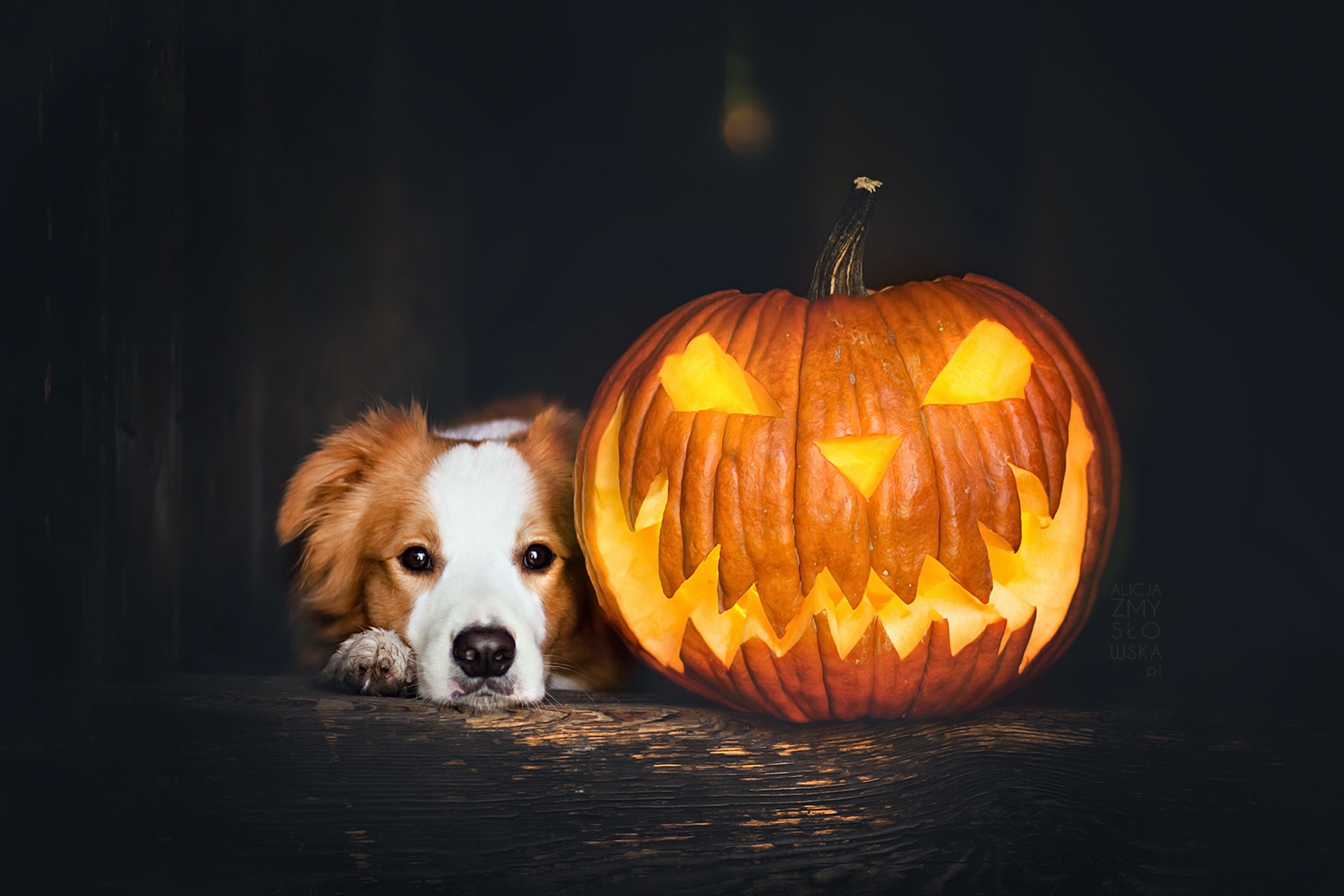 Download mobile wallpaper Dogs, Dog, Animal, Jack O' Lantern for free.