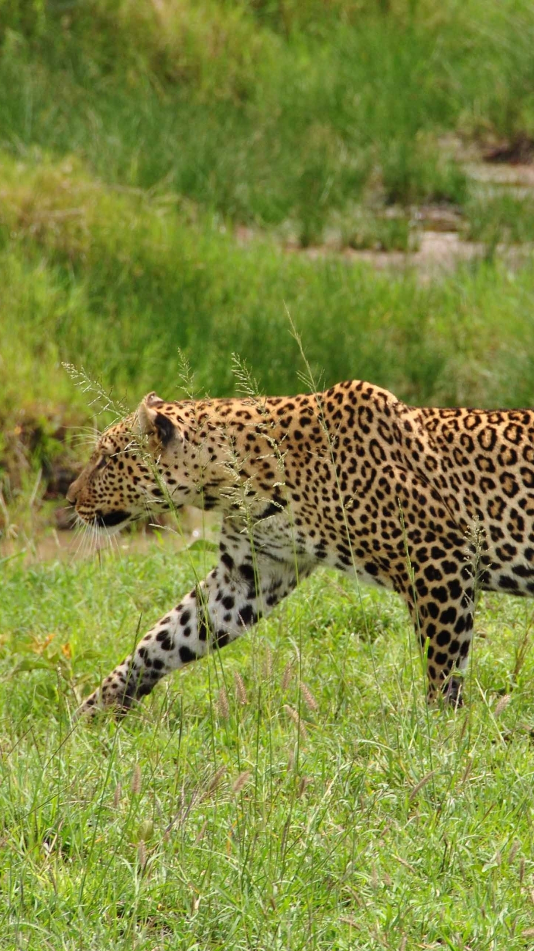 Baixar papel de parede para celular de Animais, Gatos, Leopardo gratuito.