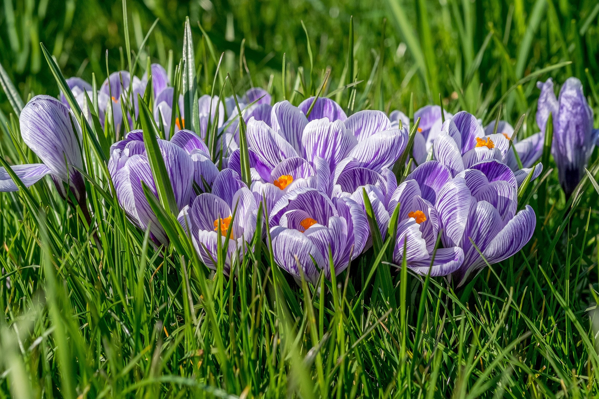 Download mobile wallpaper Nature, Flowers, Grass, Flower, Earth, Spring, Crocus, Purple Flower for free.