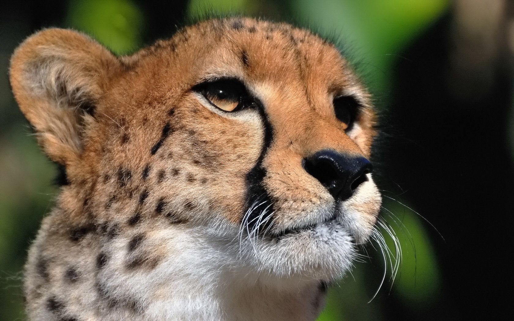 Full HD Wallpaper cheetah, animals, muzzle, predator, big cat, sight, opinion