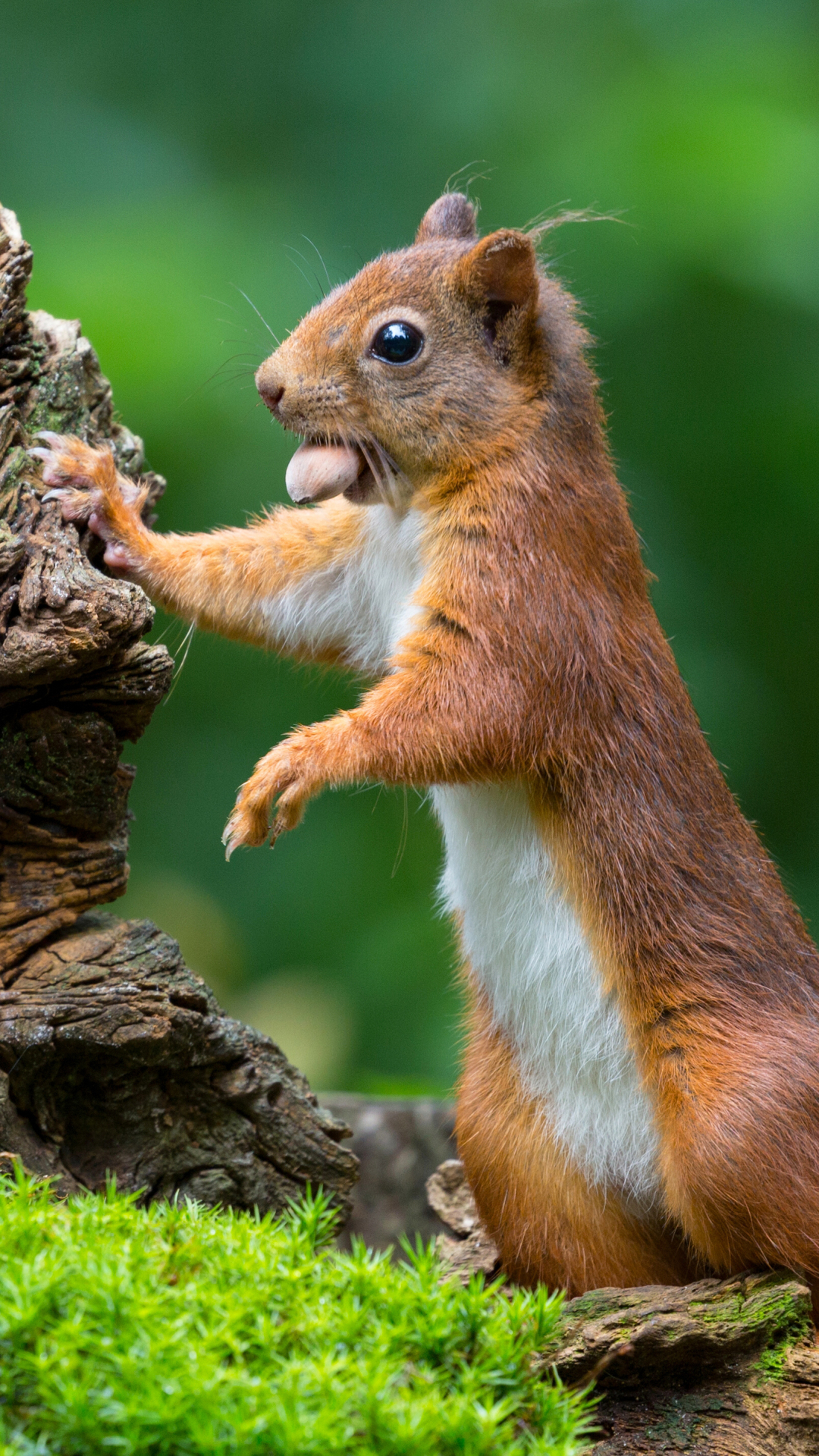 Download mobile wallpaper Squirrel, Blur, Close Up, Animal, Moss, Rodent for free.