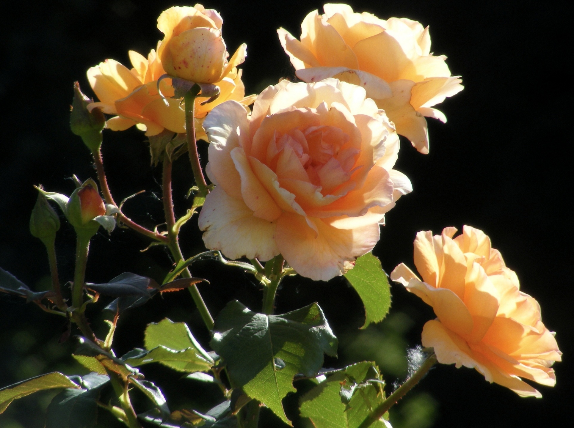 Téléchargez gratuitement l'image Fleurs, Rose, Terre/nature sur le bureau de votre PC