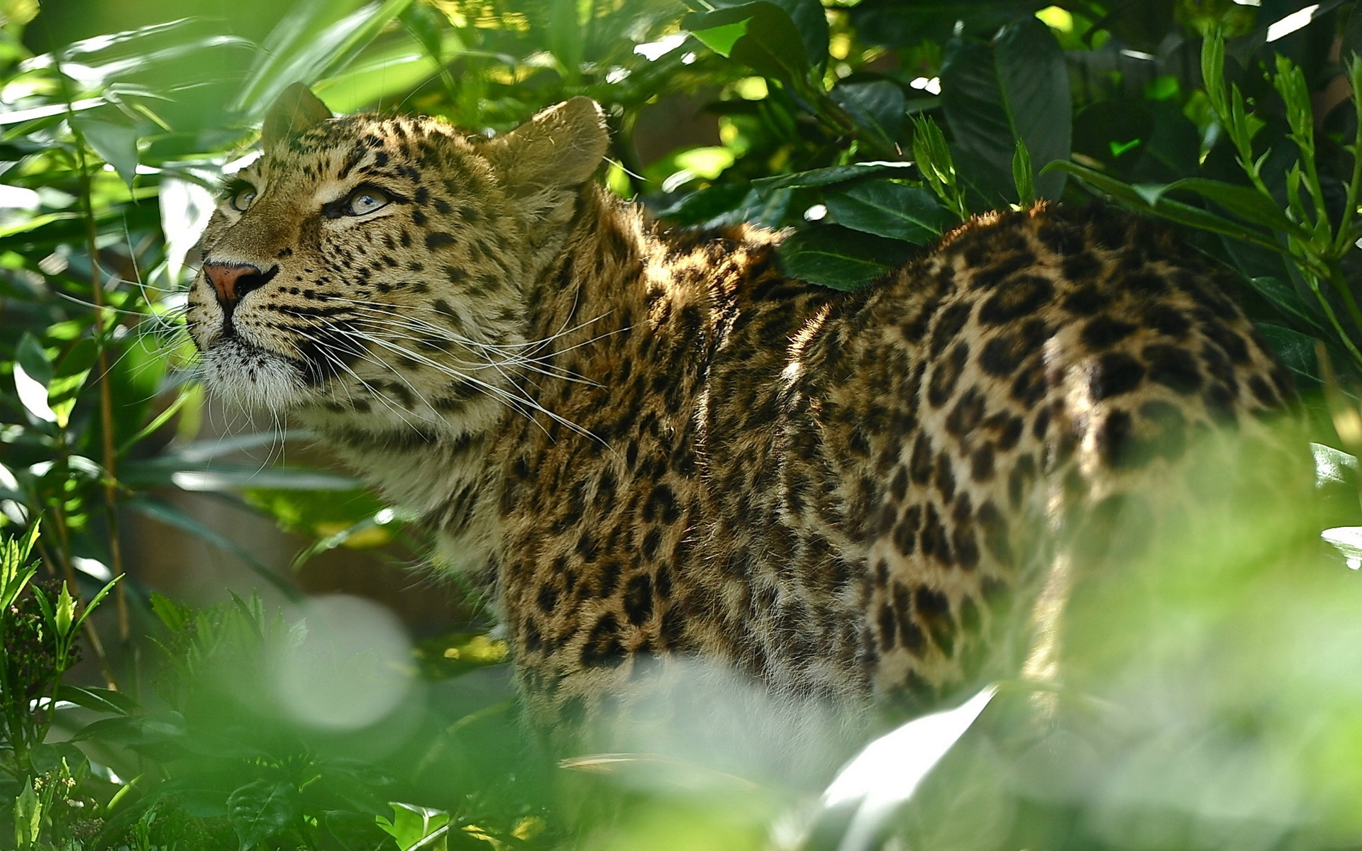 45895 скачать картинку животные, ягуар (jaguar) - обои и заставки бесплатно