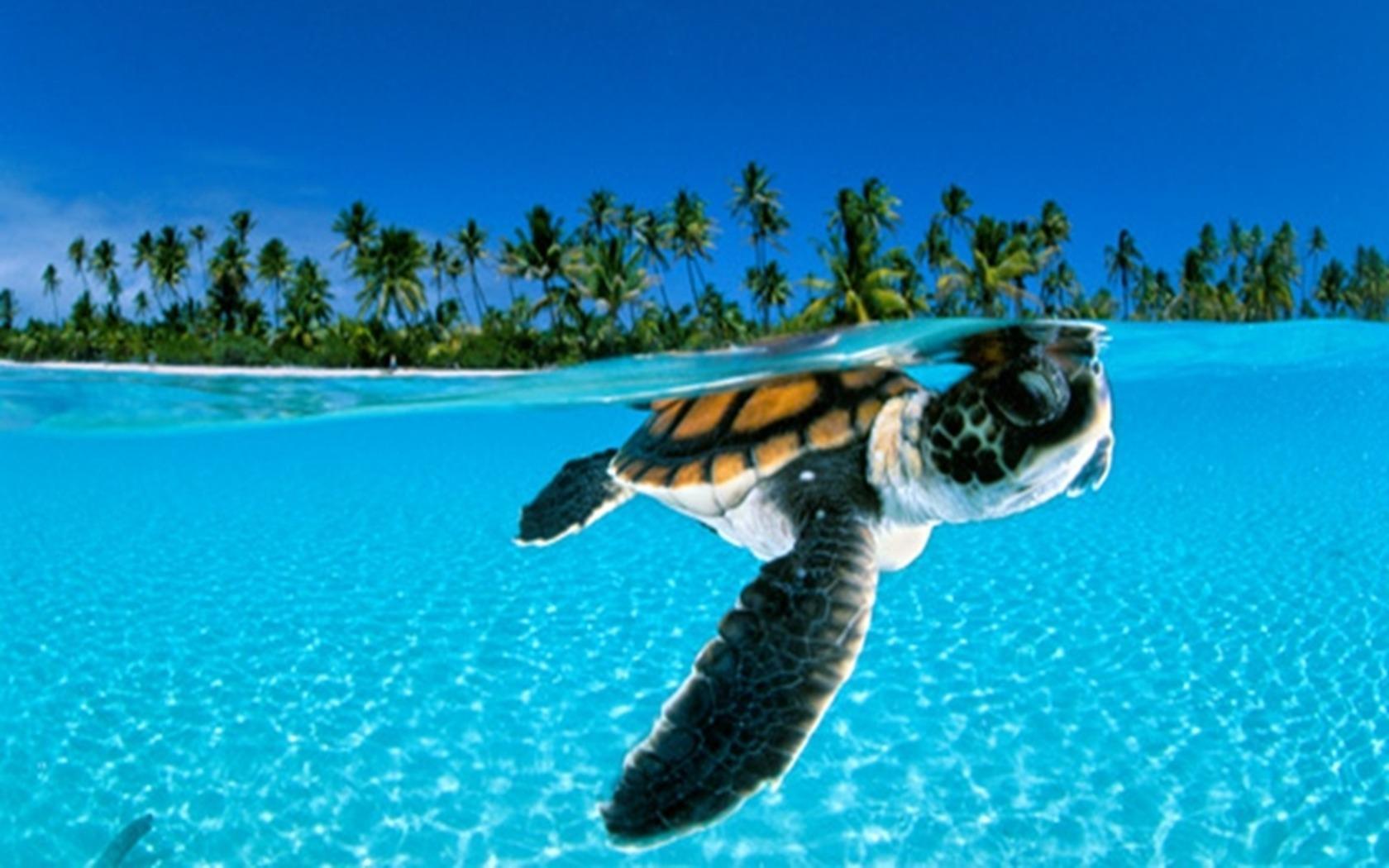 Скачать обои бесплатно Черепахи, Пляж, Животные, Пальмы, Море картинка на рабочий стол ПК