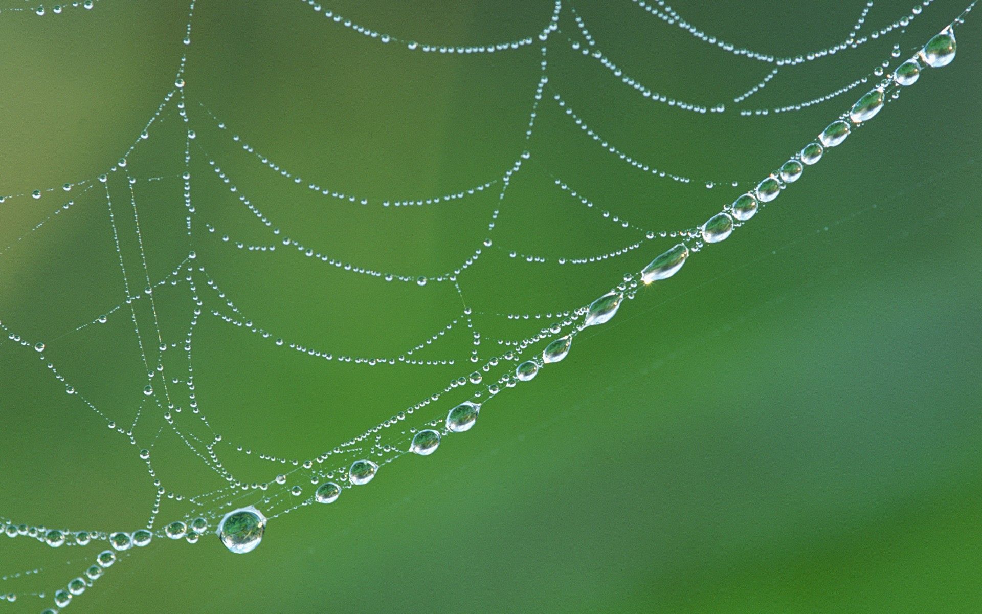 web, drops, macro, wet, dew, humid