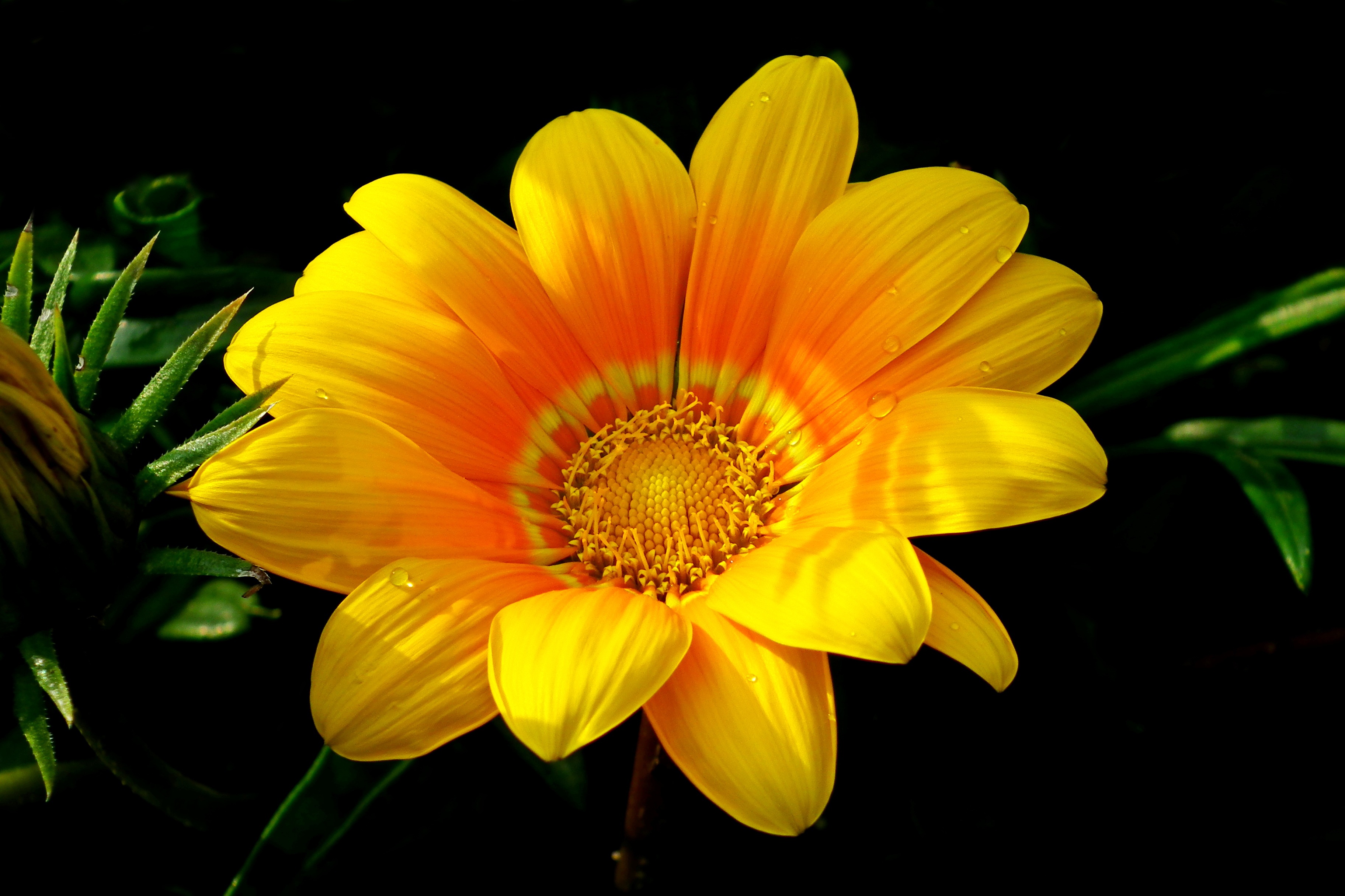 473131 скачать картинку земля/природа, газания, цветок, желтый цветок, флауэрсы - обои и заставки бесплатно