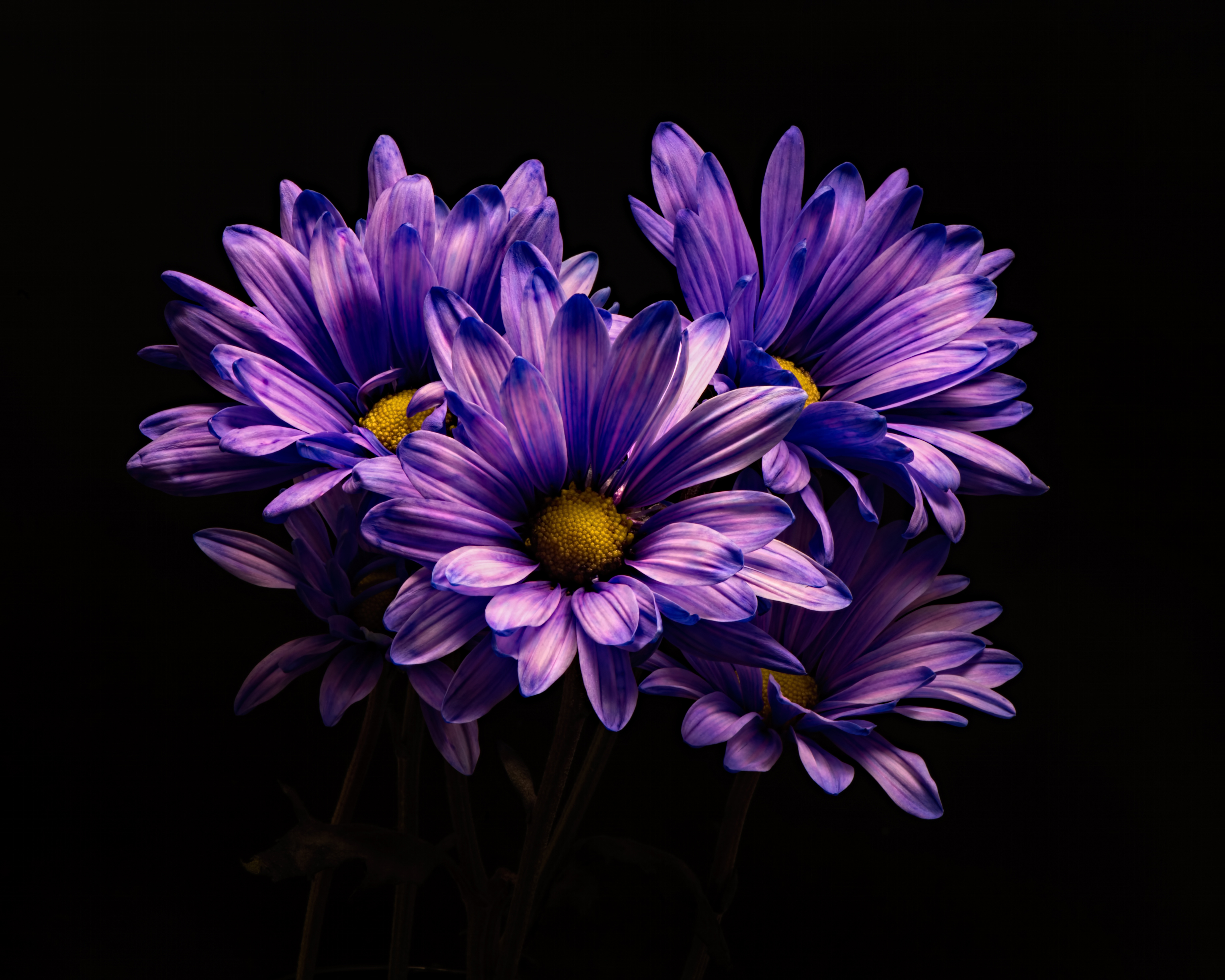 無料モバイル壁紙フラワーズ, 菊, 地球, 紫色の花をダウンロードします。