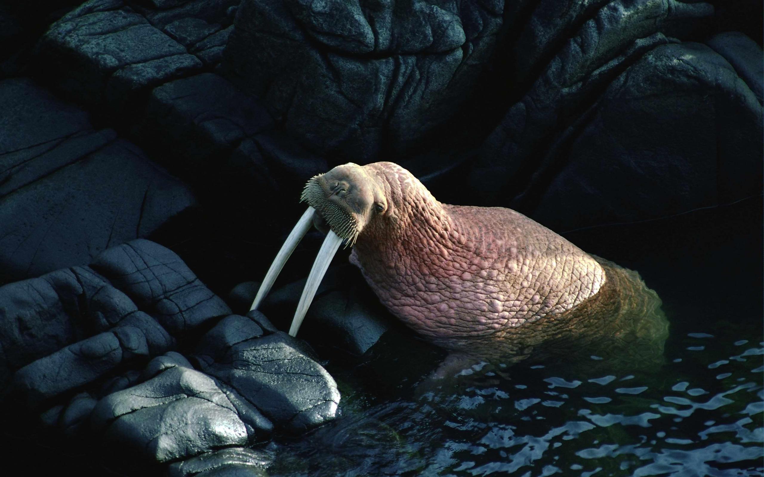 animal, walrus
