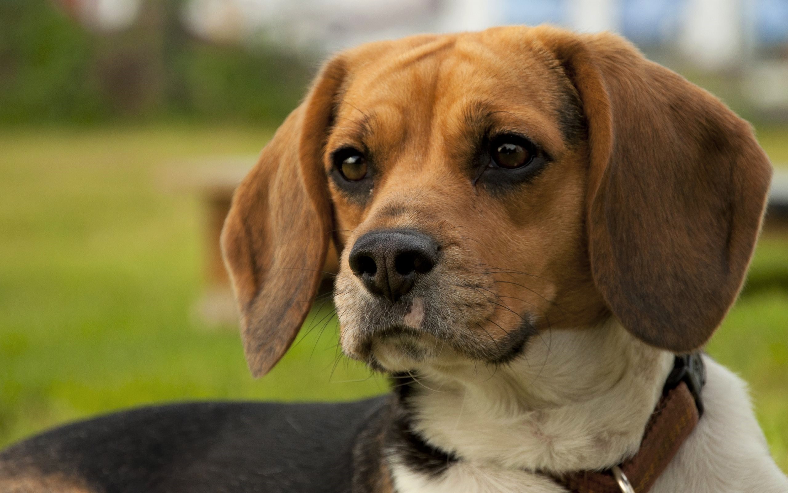 Download mobile wallpaper Dogs, Dog, Animal, Face, Cute, Beagle for free.