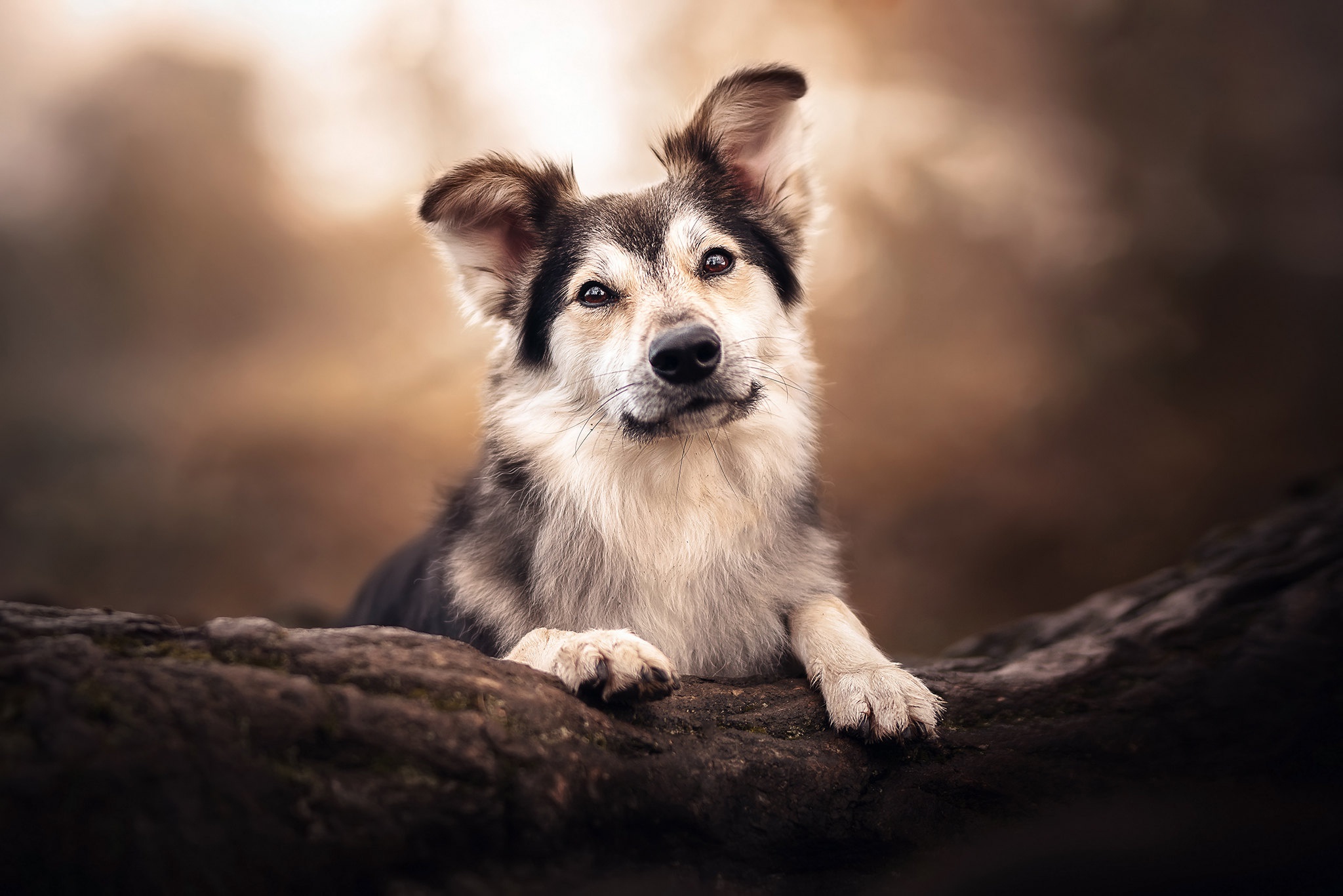 PCデスクトップに動物, 犬画像を無料でダウンロード