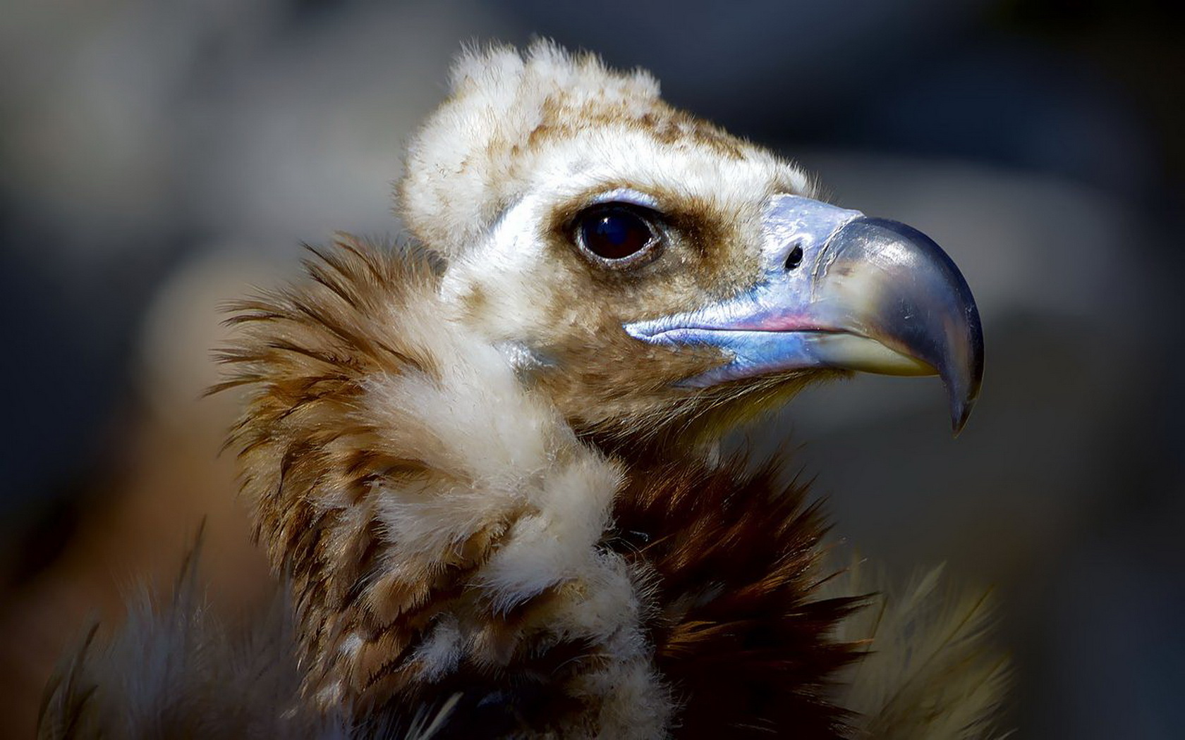 Free download wallpaper Birds, Vulture, Animal on your PC desktop