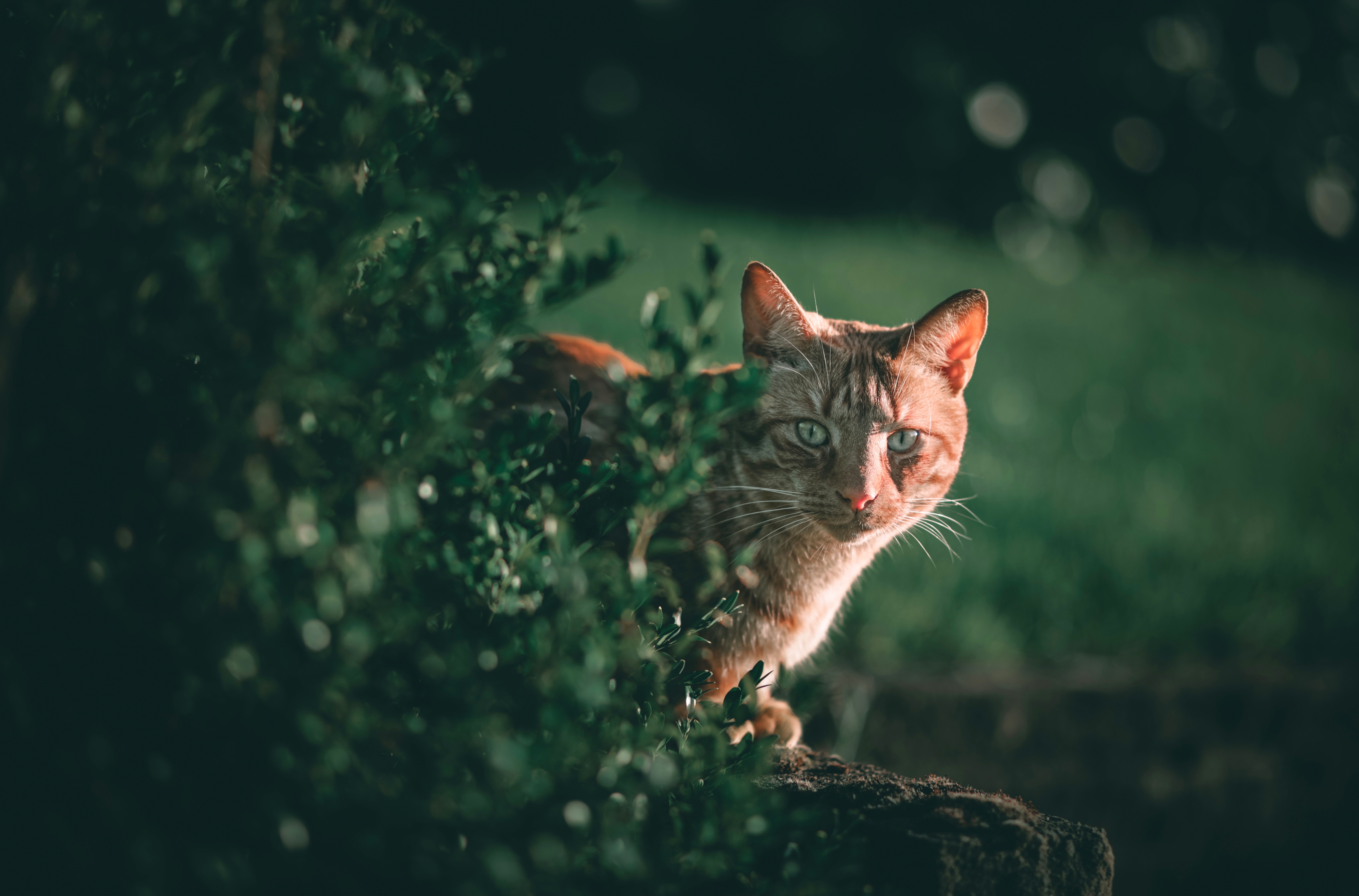 Téléchargez gratuitement l'image Animaux, Chats, Chat sur le bureau de votre PC