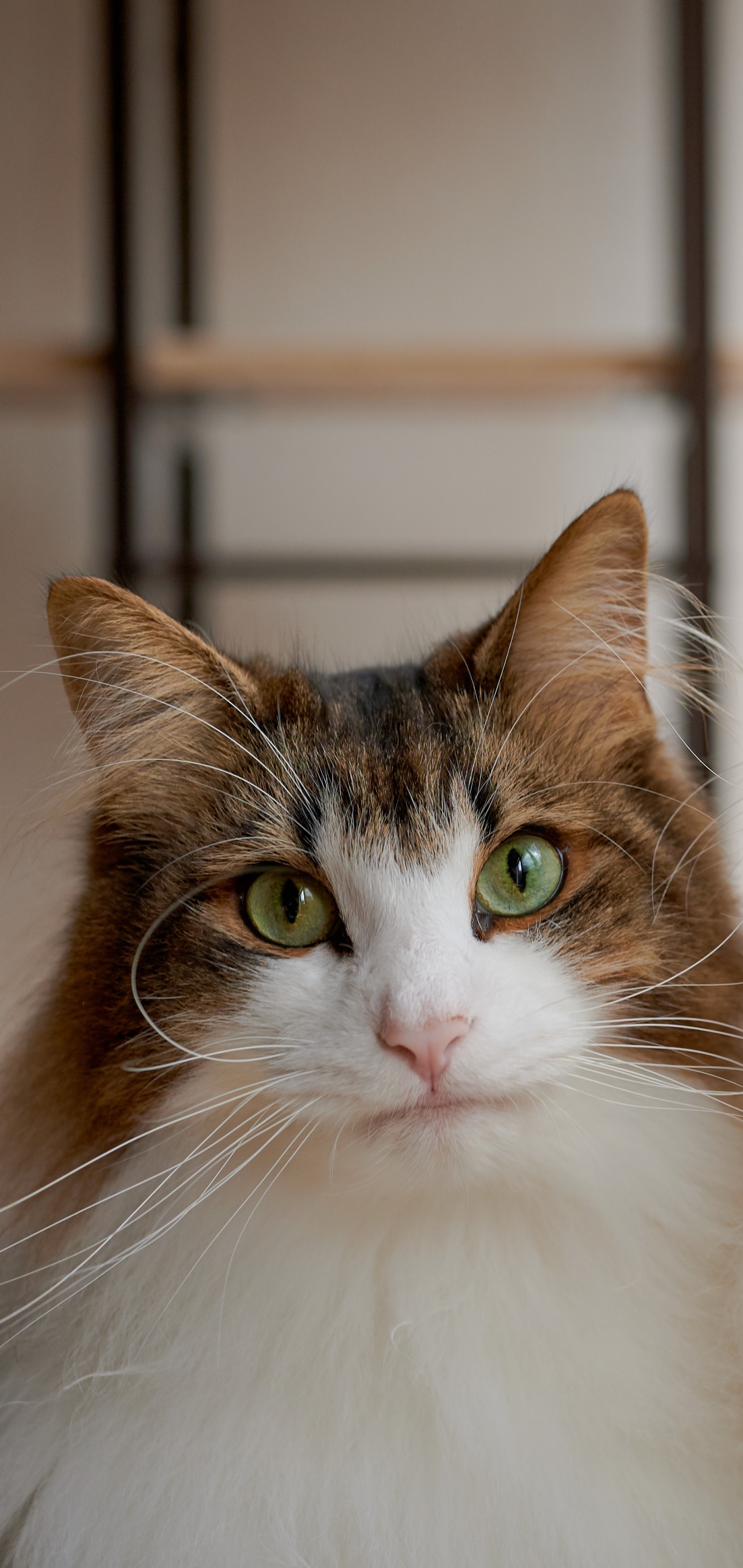 Baixe gratuitamente a imagem Animais, Gatos, Gato na área de trabalho do seu PC