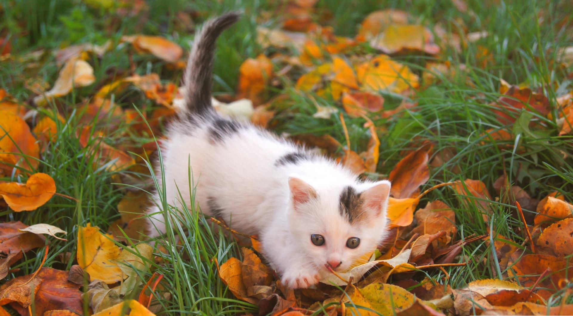 Baixe gratuitamente a imagem Gato, Gatos, Animais na área de trabalho do seu PC