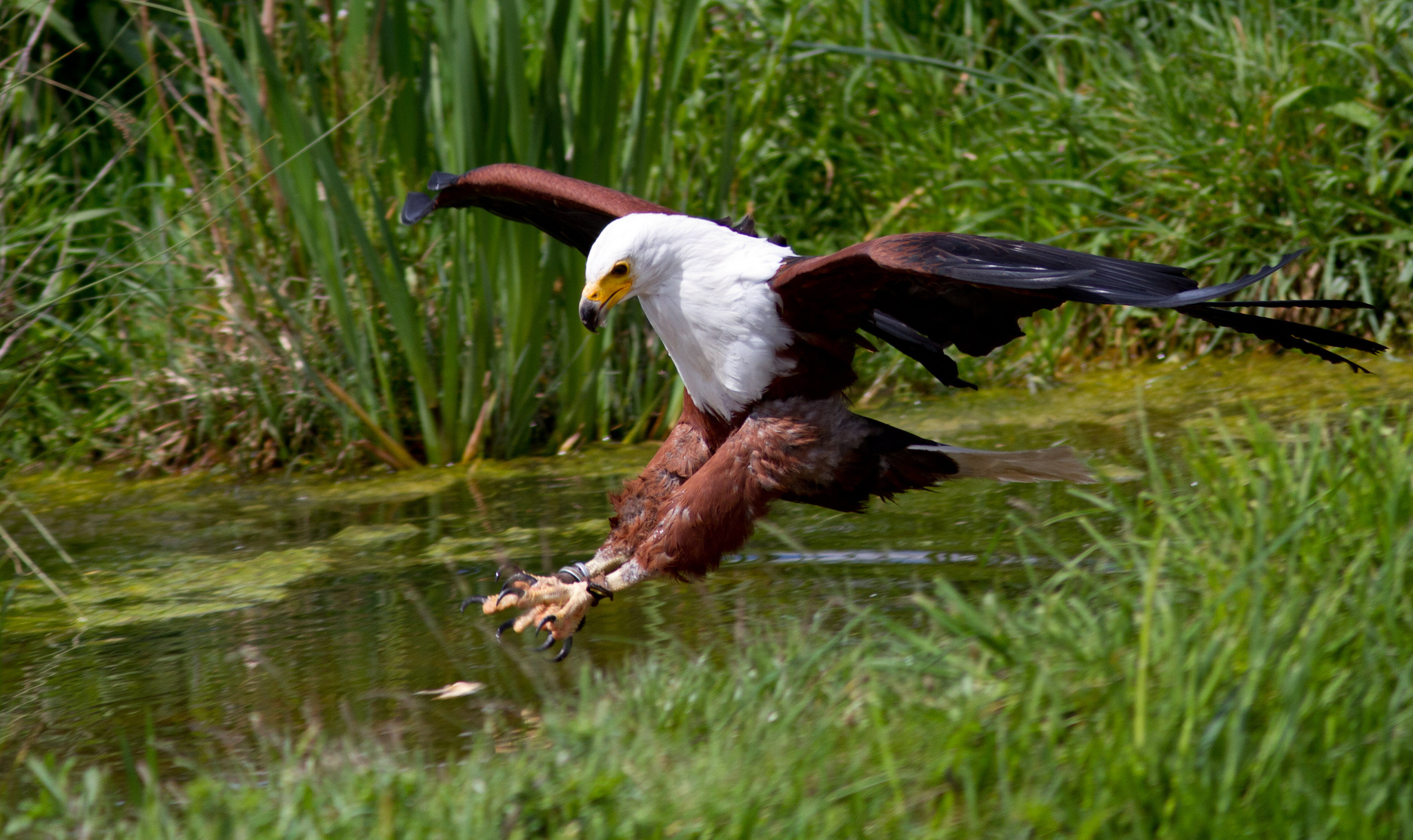 Download mobile wallpaper African Fish Eagle, Eagle, Birds, Animal for free.