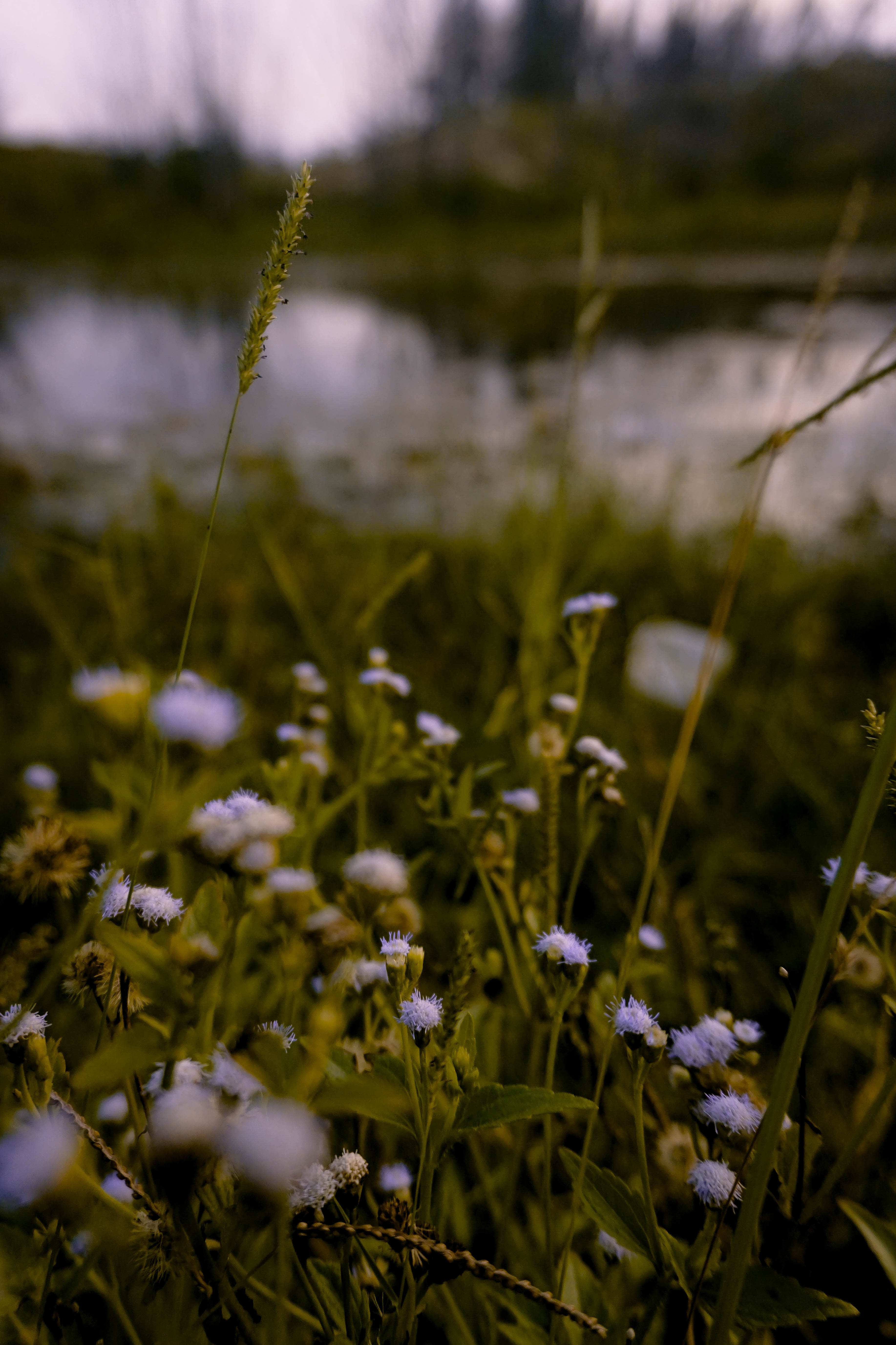 95452 Bild herunterladen blumen, grass, wiese, ohr, wildblumen - Hintergrundbilder und Bildschirmschoner kostenlos