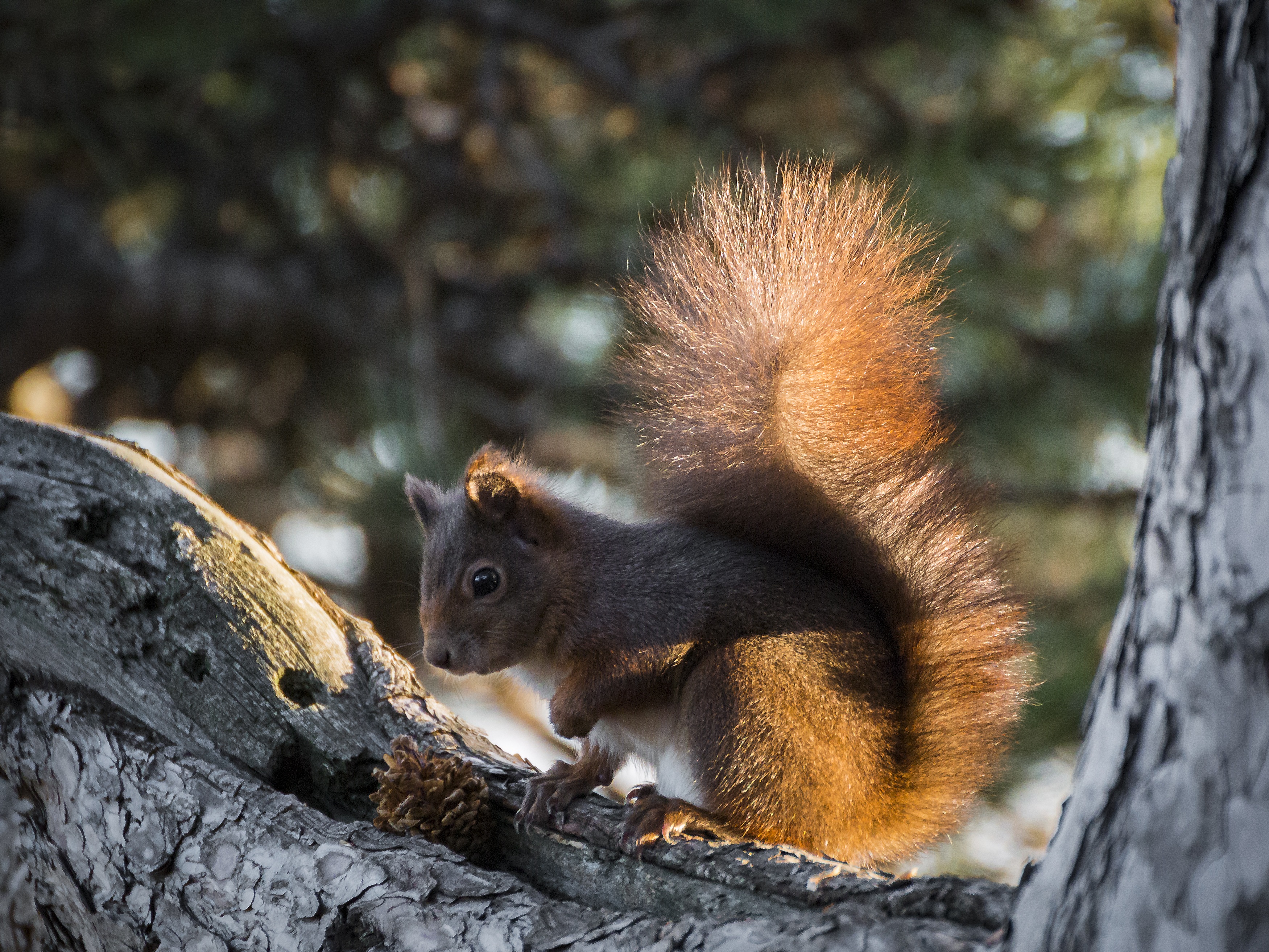 animals, squirrel, wood, tree, cone, bump, fluffy tail
