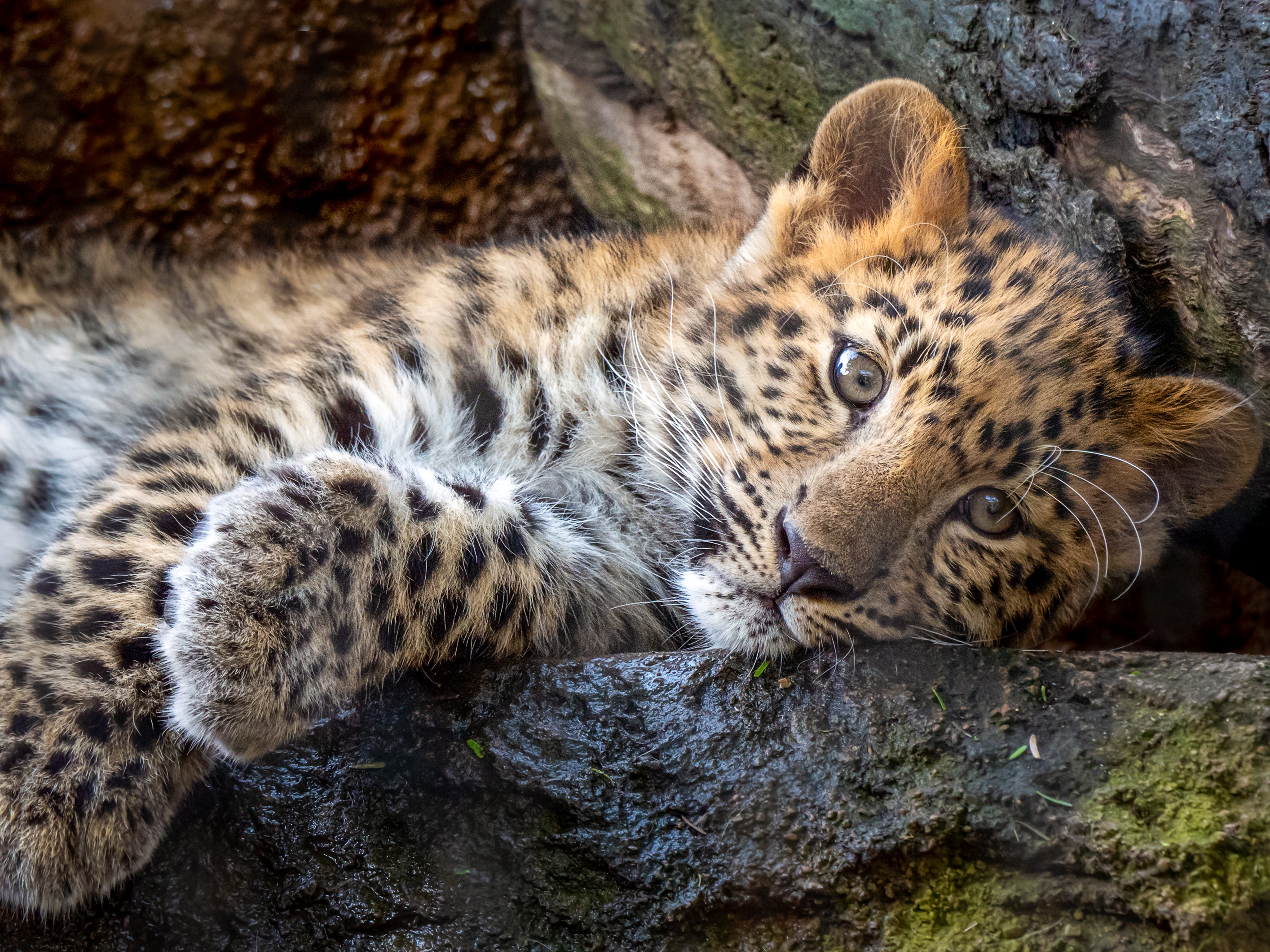 Free download wallpaper Cats, Leopard, Animal, Baby Animal, Cub on your PC desktop
