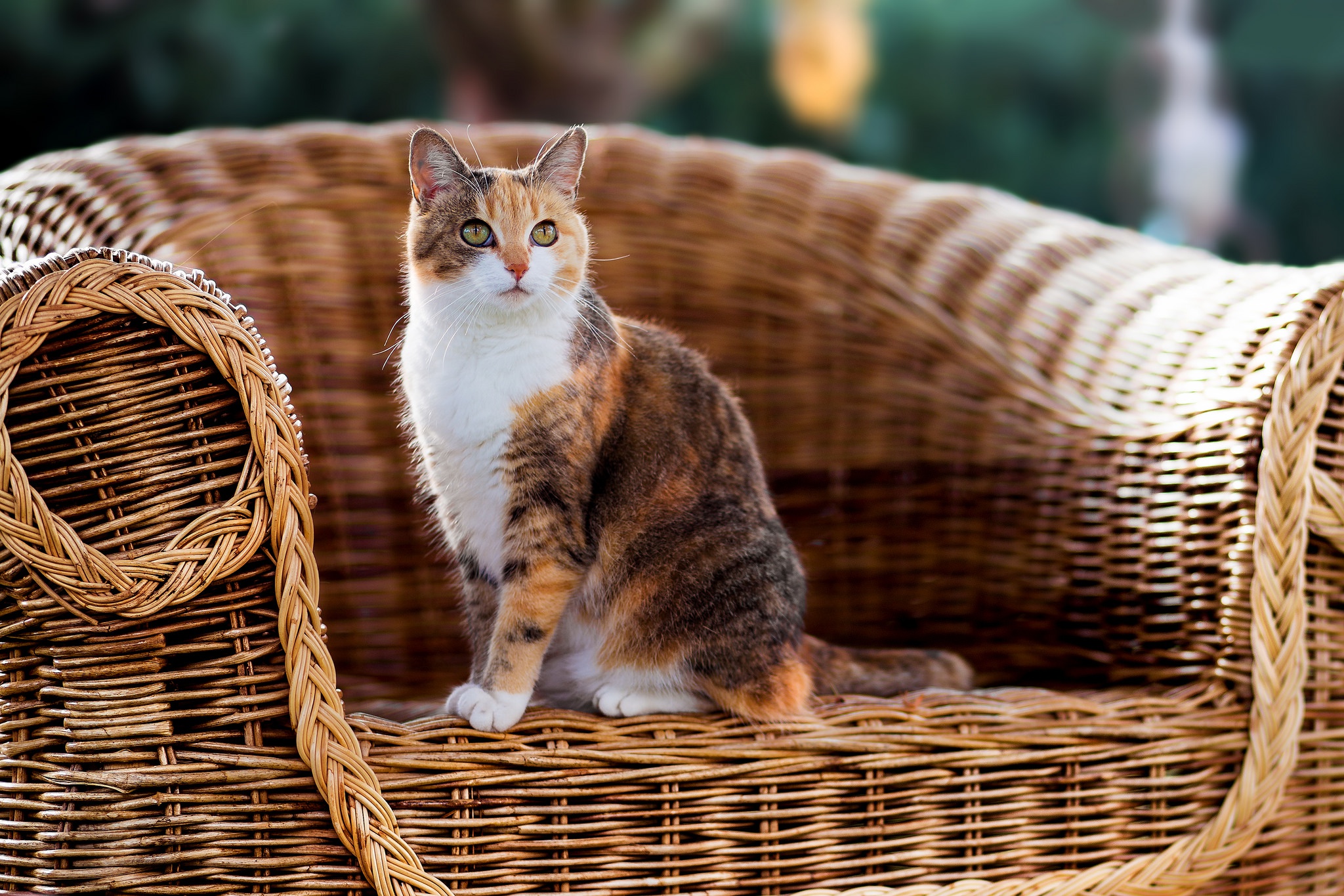 Laden Sie das Tiere, Katzen, Katze, Stuhl-Bild kostenlos auf Ihren PC-Desktop herunter