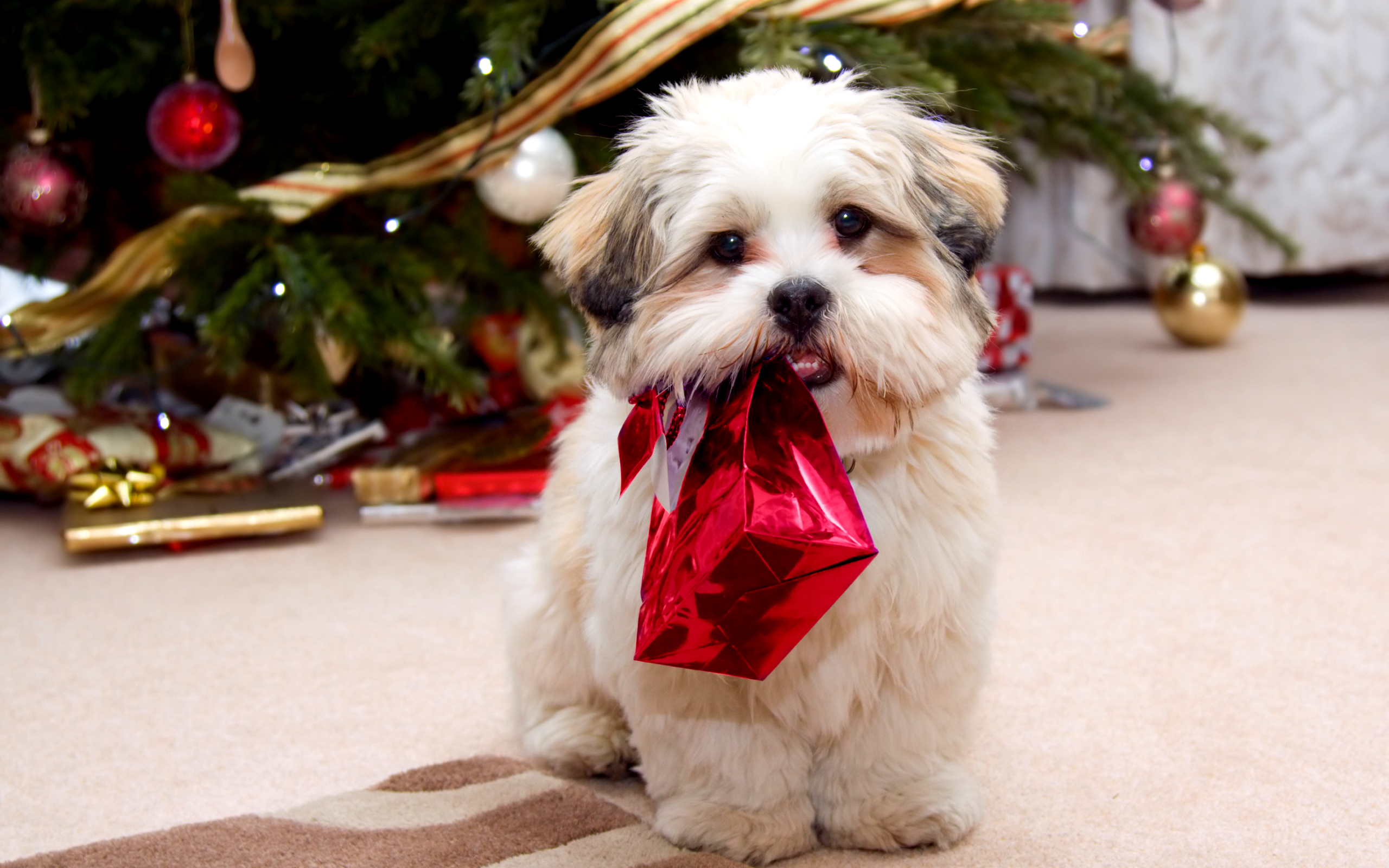 Download mobile wallpaper Dog, Christmas, Animal for free.