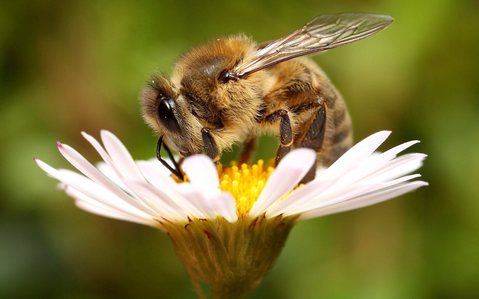 無料モバイル壁紙昆虫, 花, 大きい, マクロ, 蜂, 翼, 受粉, カモミールをダウンロードします。