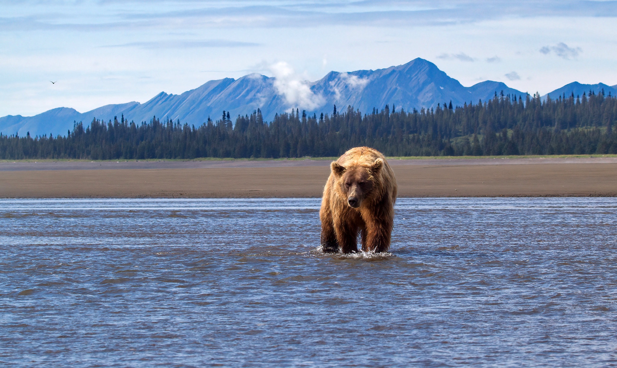 Скачать обои бесплатно Животные, Медведи, Медведь, Аляска картинка на рабочий стол ПК