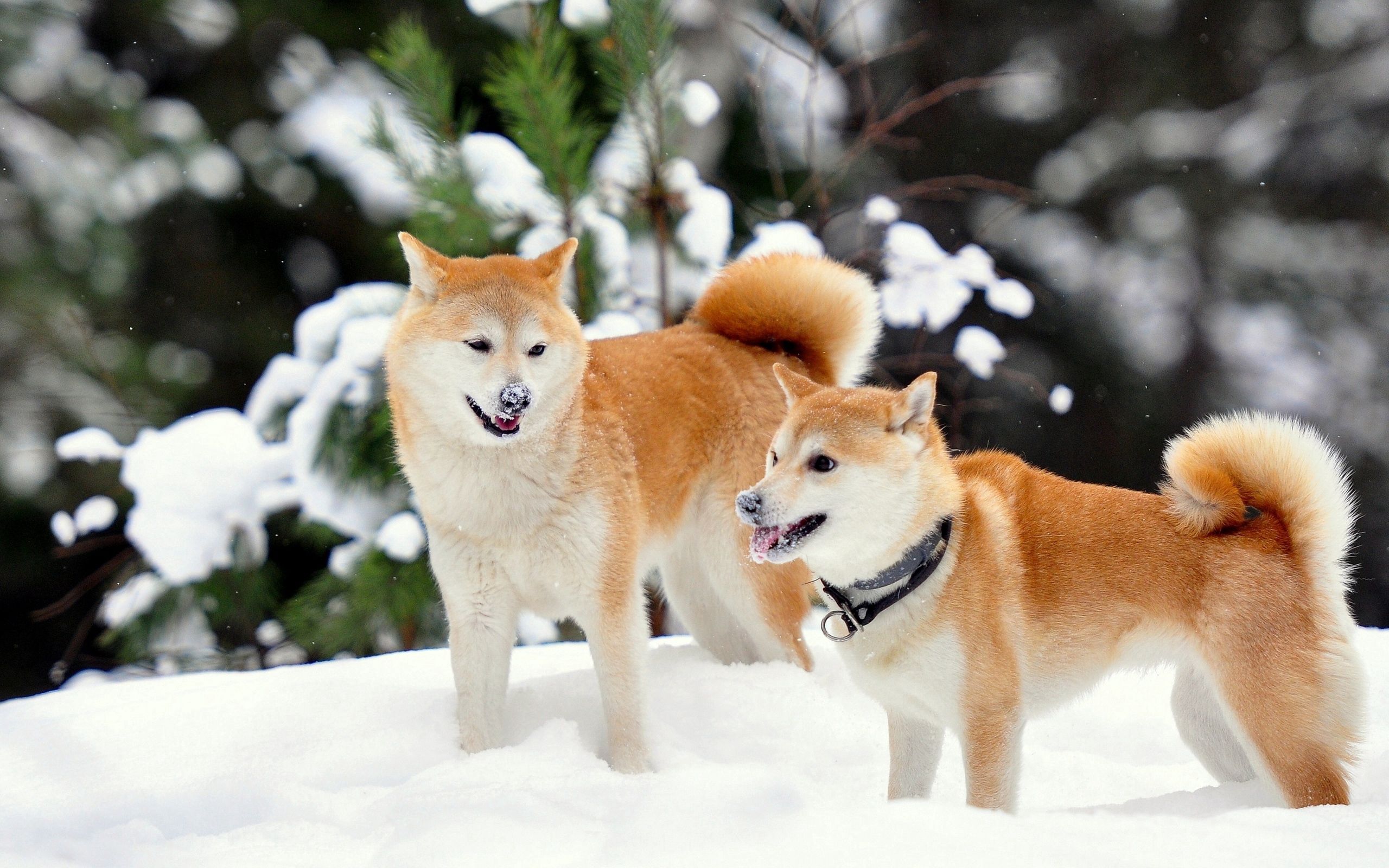 60826 завантажити картинку тварини, собаки, сніг, грайливий, грайливі, акіта іну - шпалери і заставки безкоштовно