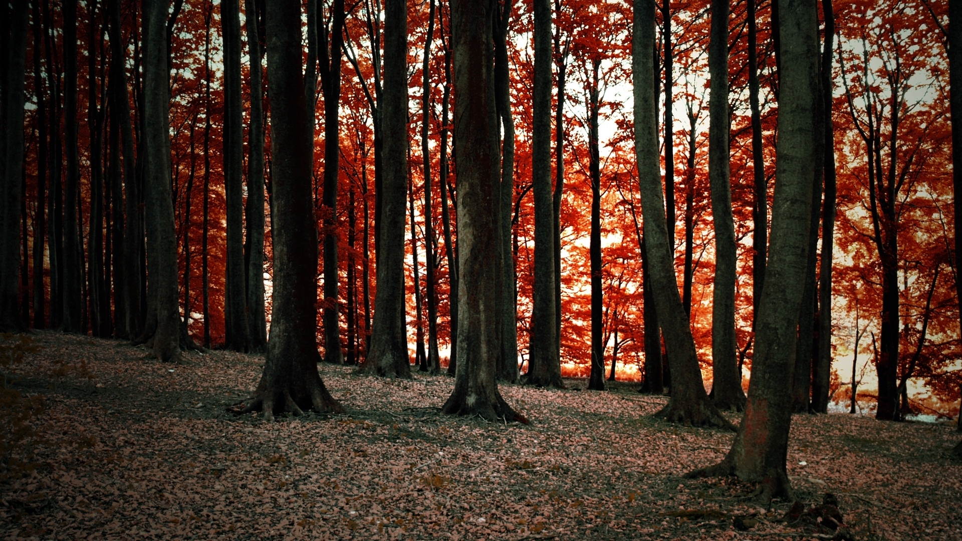 Descarga gratis la imagen Bosque, Tierra/naturaleza en el escritorio de tu PC