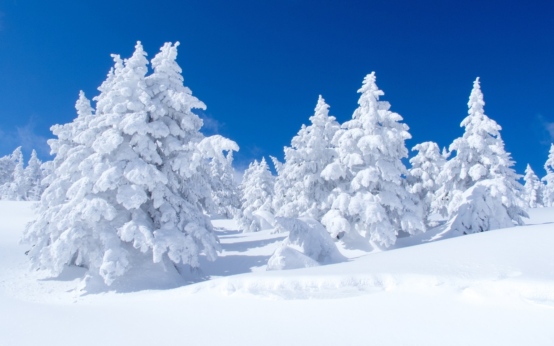 Скачати мобільні шпалери Зима, Природа, Сніг, Ліс, Дерево, Земля безкоштовно.