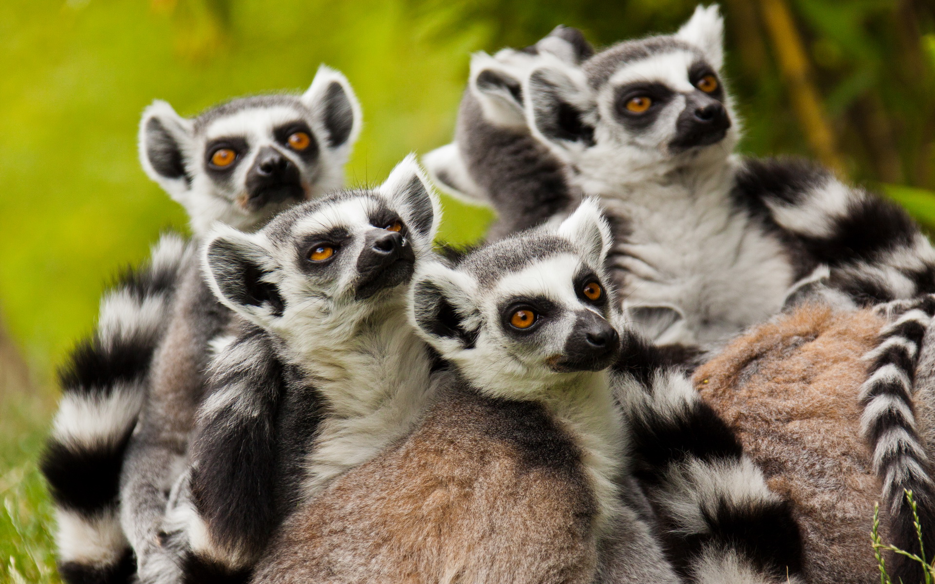 Laden Sie das Tiere, Lemur-Bild kostenlos auf Ihren PC-Desktop herunter