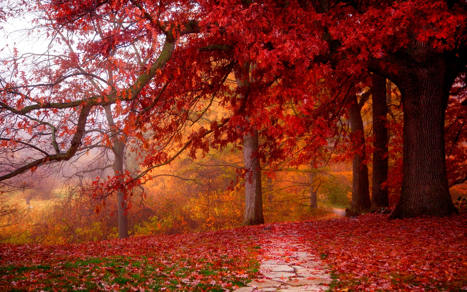 PCデスクトップに木, 秋, 道, 地球画像を無料でダウンロード
