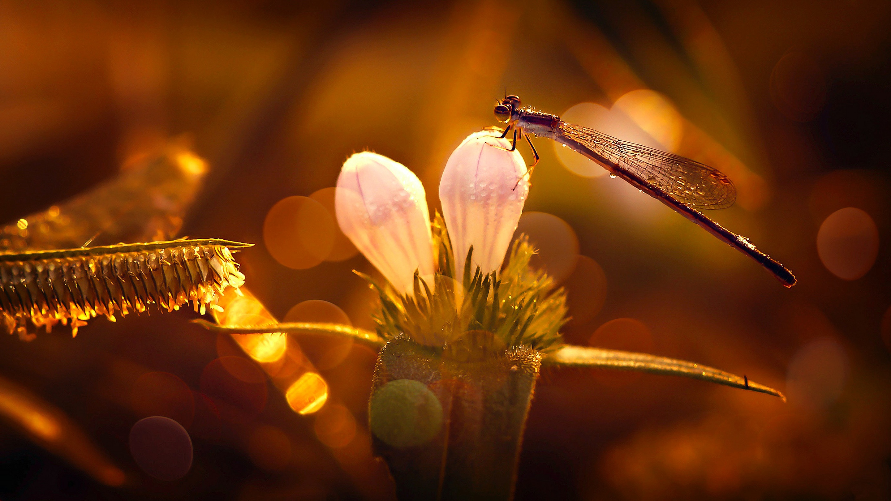 Download mobile wallpaper Insects, Flower, Insect, Animal, Dragonfly for free.