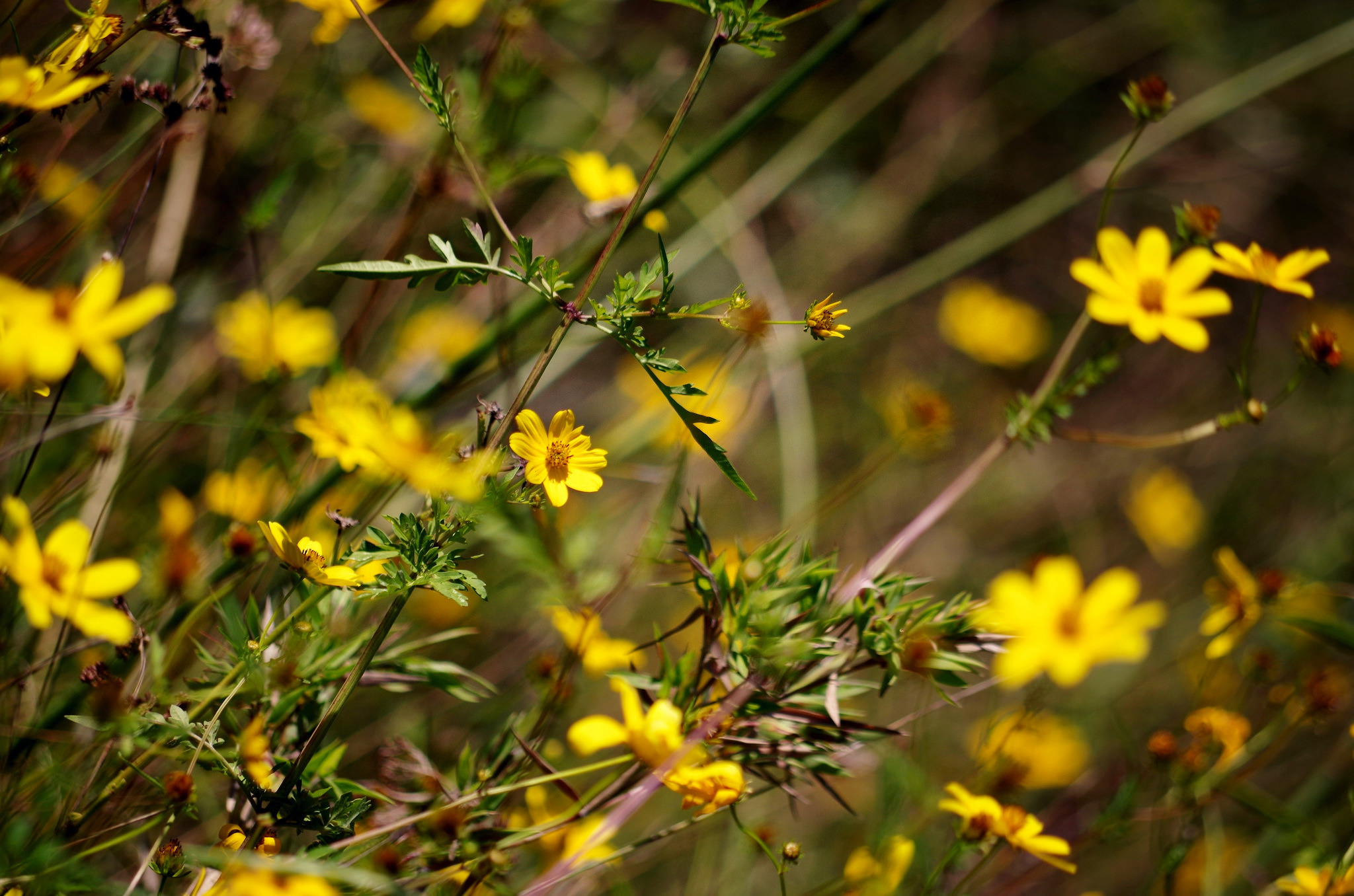 Free download wallpaper Nature, Flowers, Flower, Blur, Earth, Yellow Flower on your PC desktop