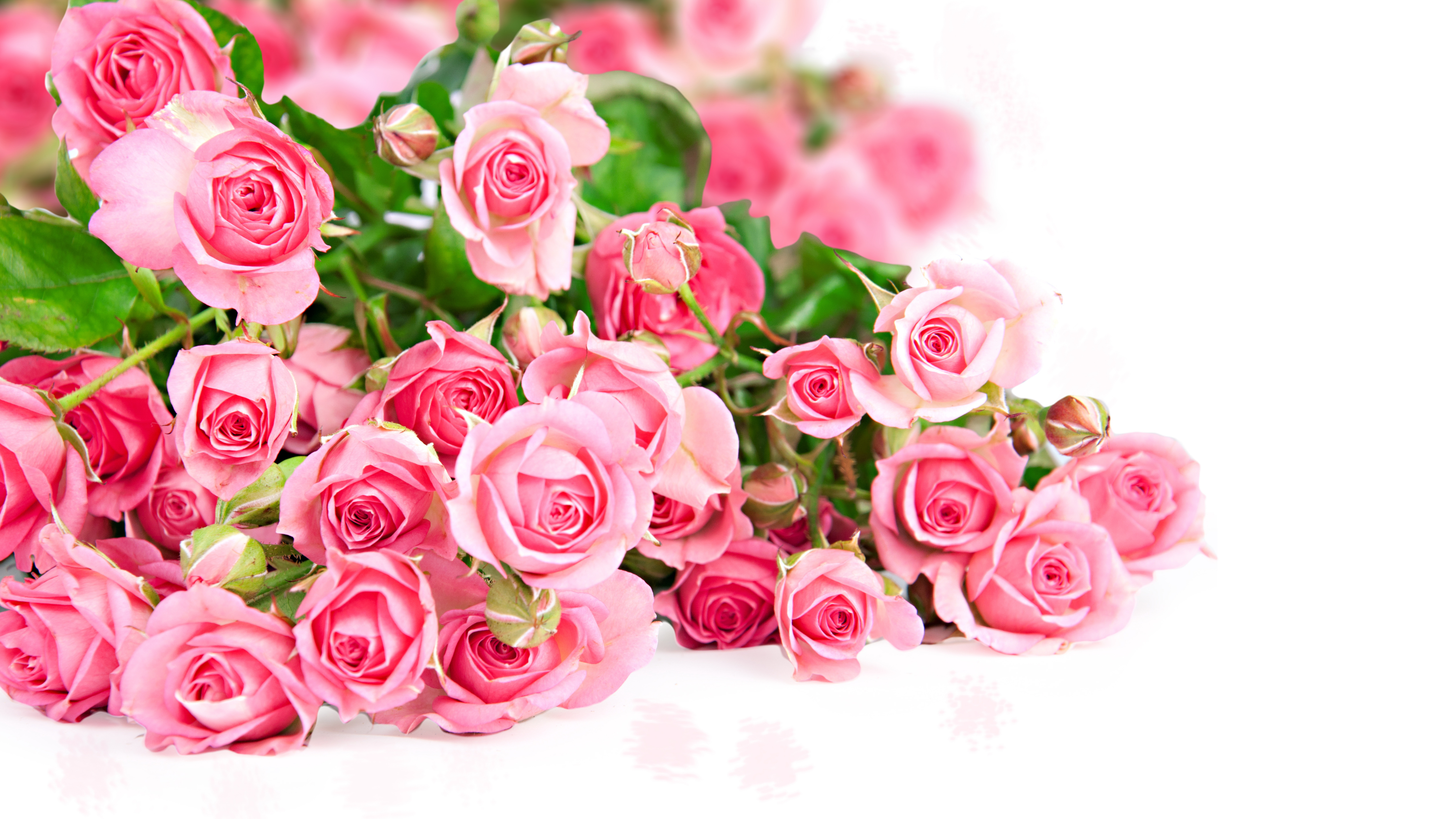 393920壁紙のダウンロードピンクの花, 地球, 薔薇, 花, ピンクのバラ, フラワーズ-スクリーンセーバーと写真を無料で