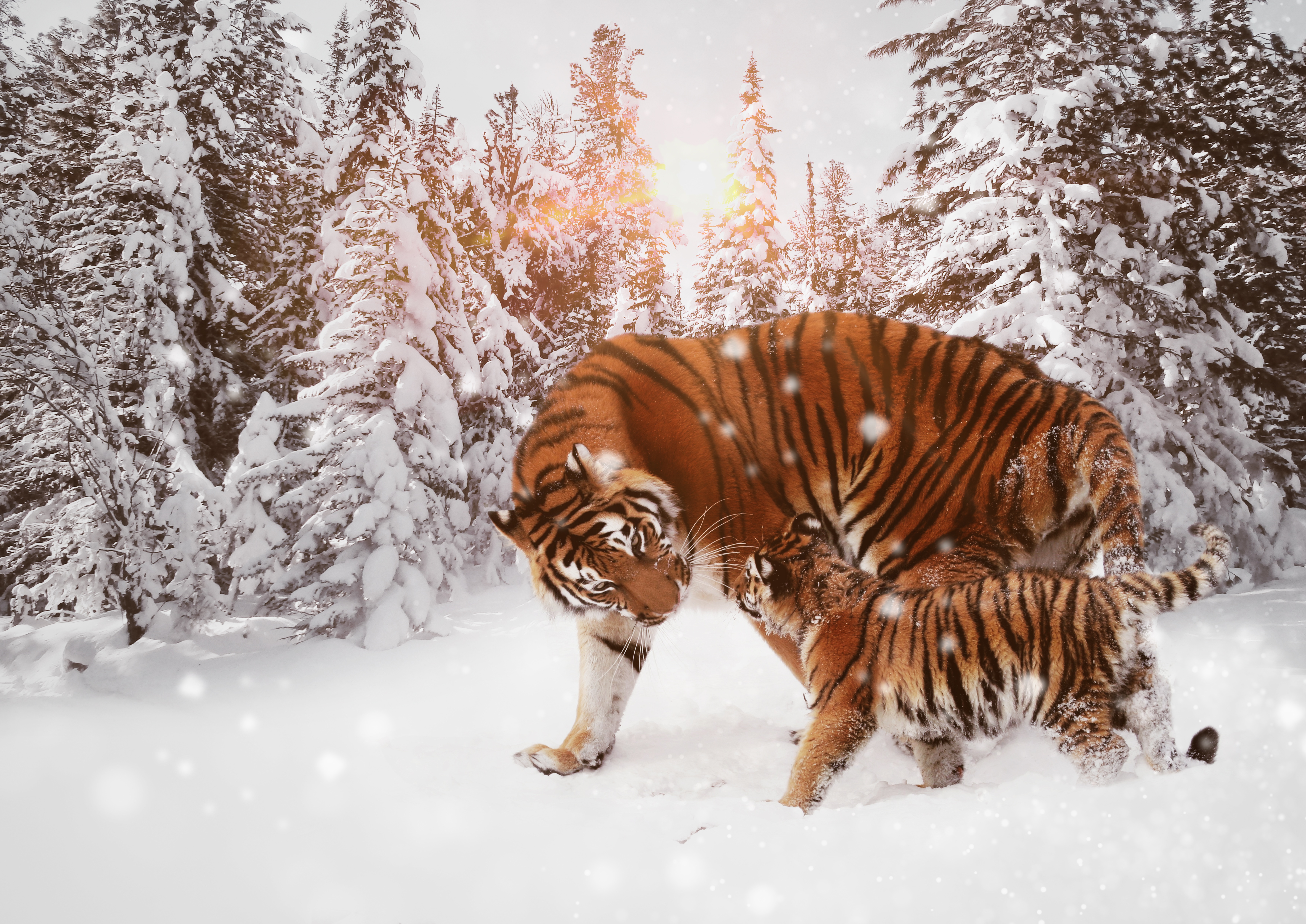 Free download wallpaper Winter, Cats, Snow, Tiger, Animal, Baby Animal, Cub on your PC desktop