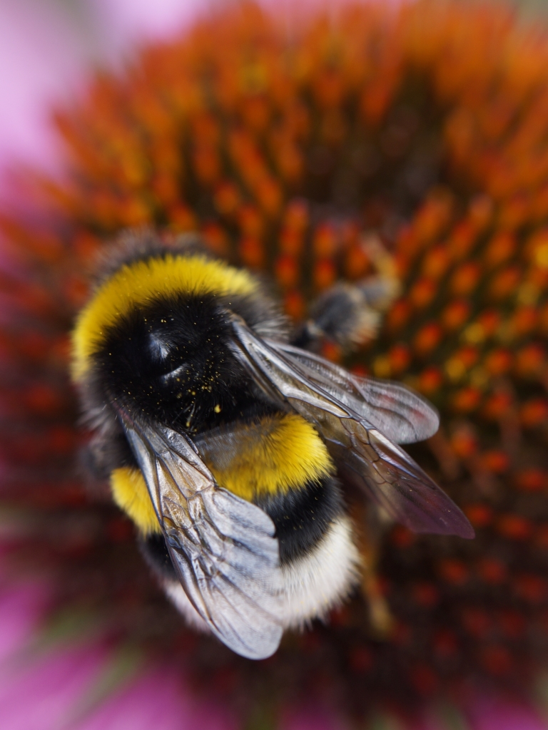 Скачать картинку Животные, Насекомые, Цветок, Пчела, Шмель в телефон бесплатно.