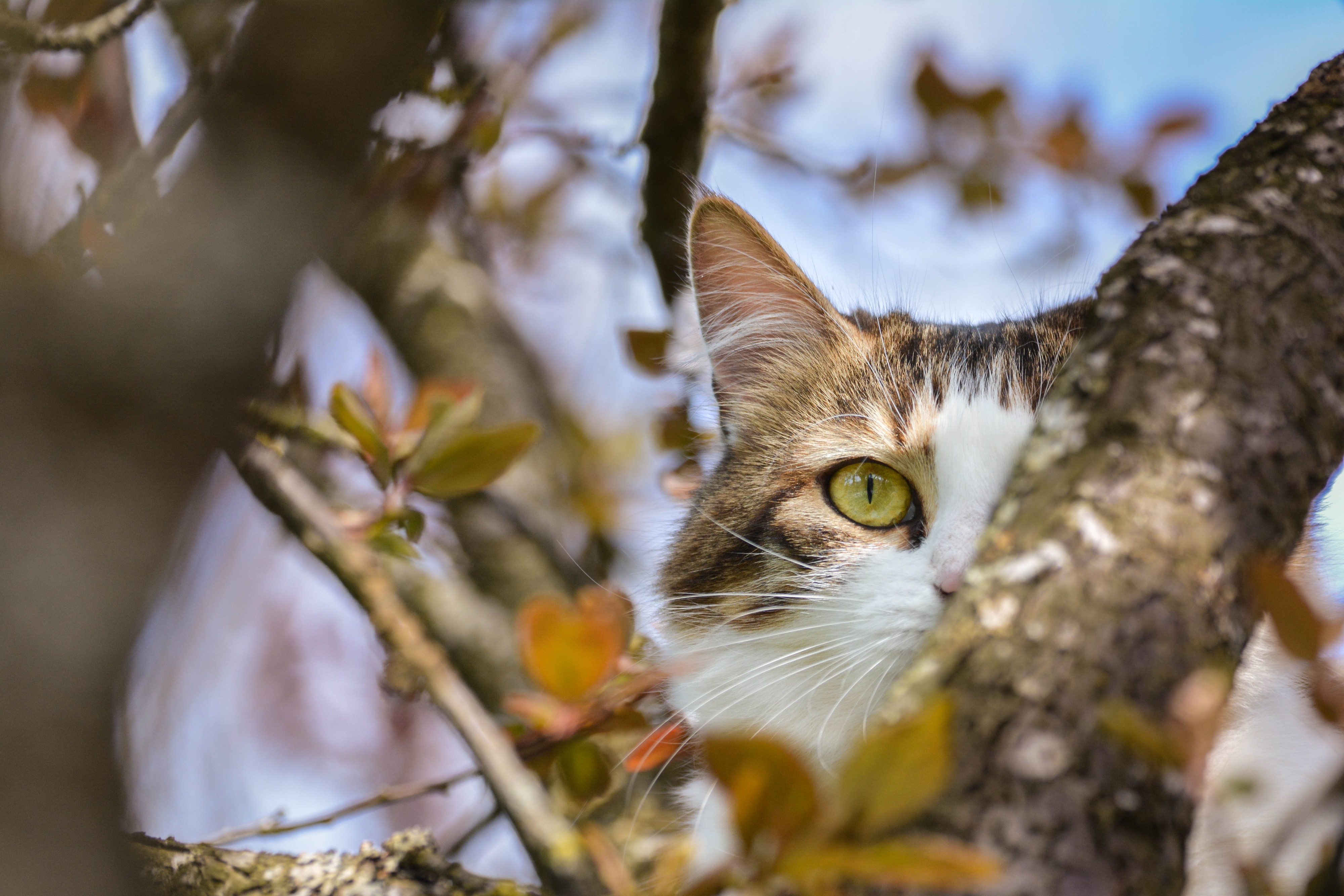 Handy-Wallpaper Tiere, Katzen, Katze, Starren kostenlos herunterladen.