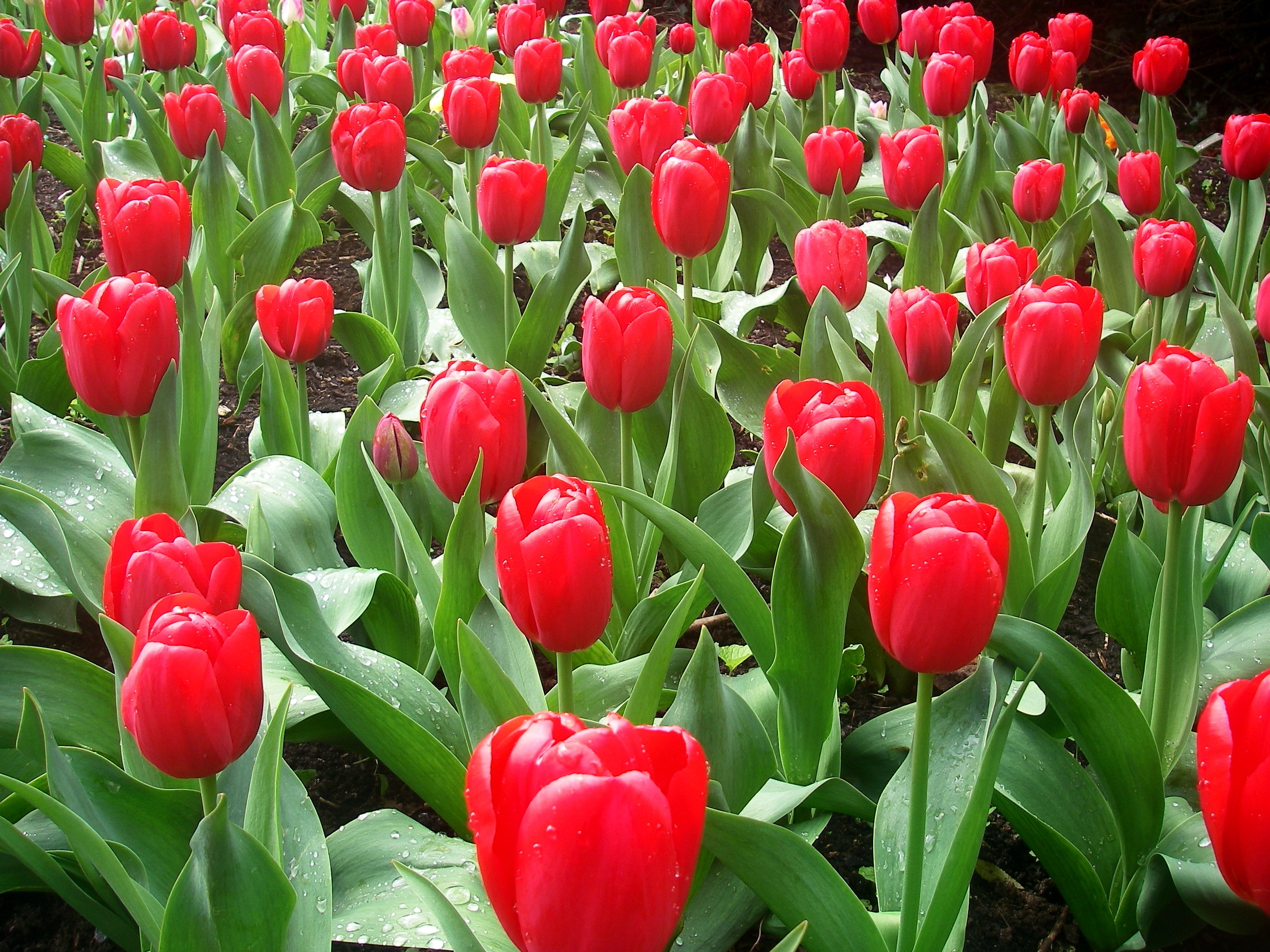 79837 скачать картинку тюльпаны, свежесть, весна, цветы, клумба, капли - обои и заставки бесплатно