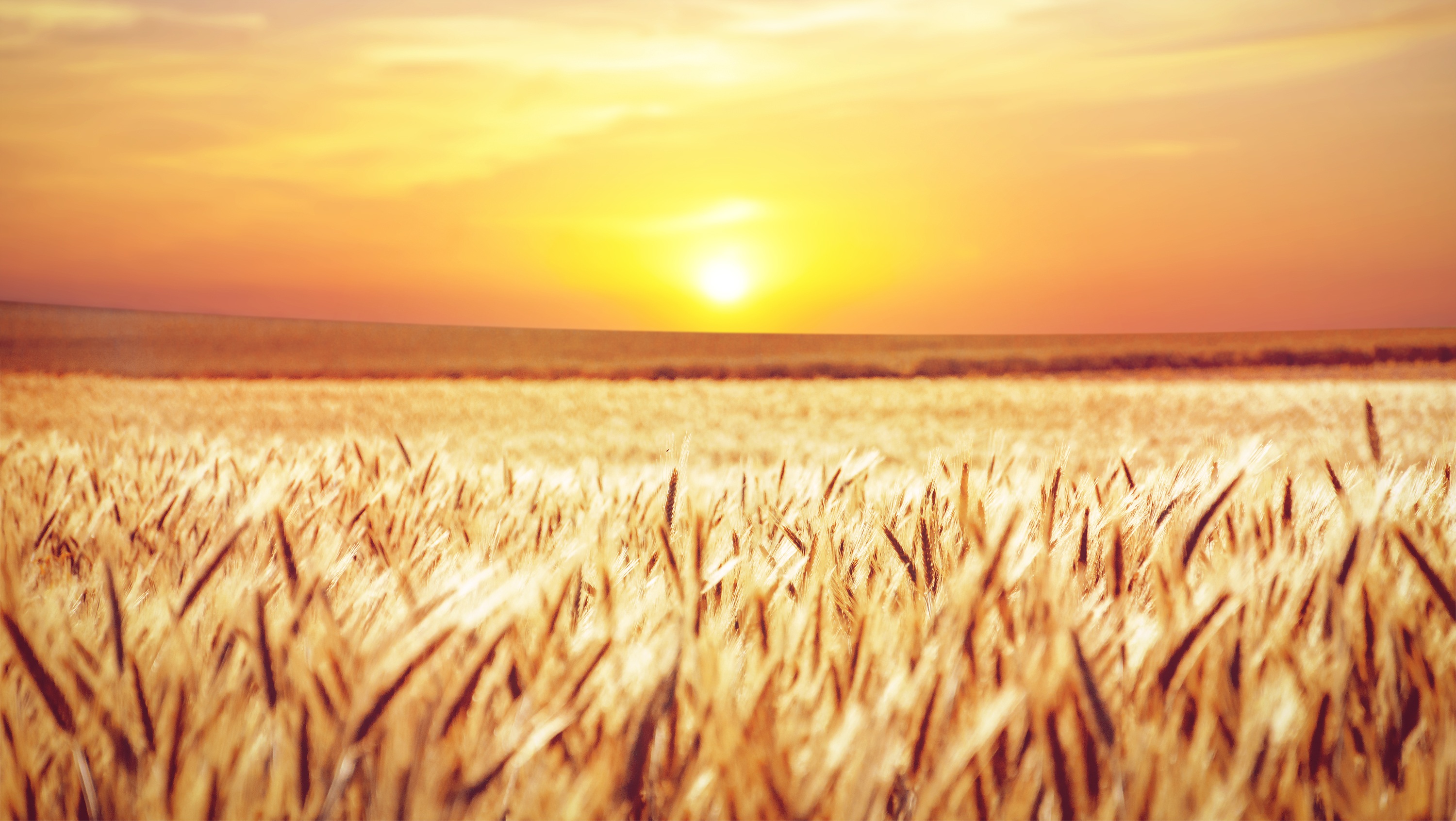 Download mobile wallpaper Nature, Summer, Wheat, Sunrise, Earth, Field for free.