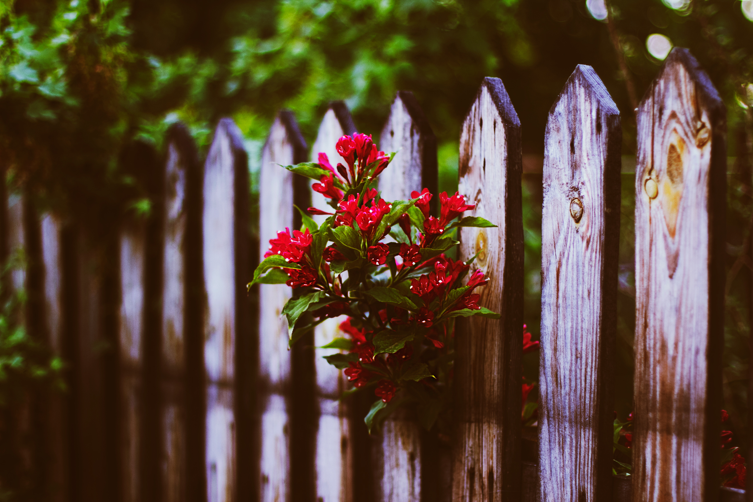 Download mobile wallpaper Fence, Man Made for free.