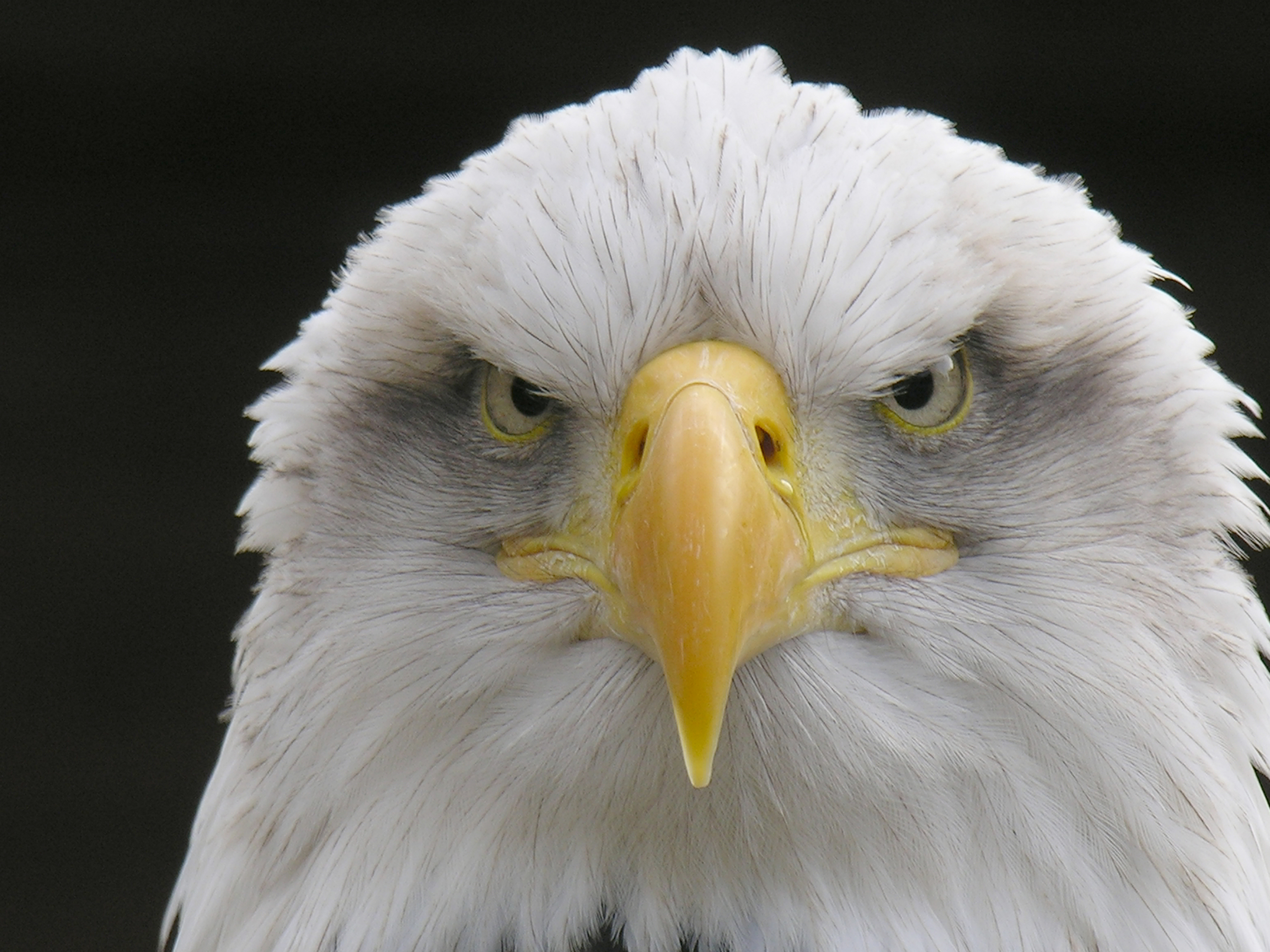 Handy-Wallpaper Tiere, Vögel, Weißkopfseeadler kostenlos herunterladen.