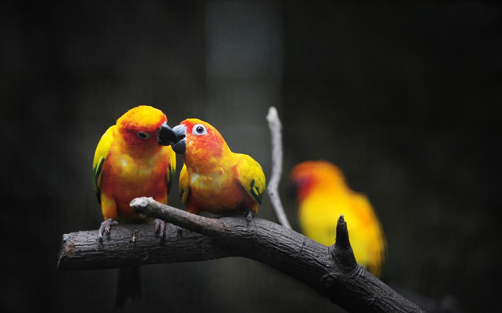 Download mobile wallpaper Branch, Animals, Color, Parrots, Birds for free.