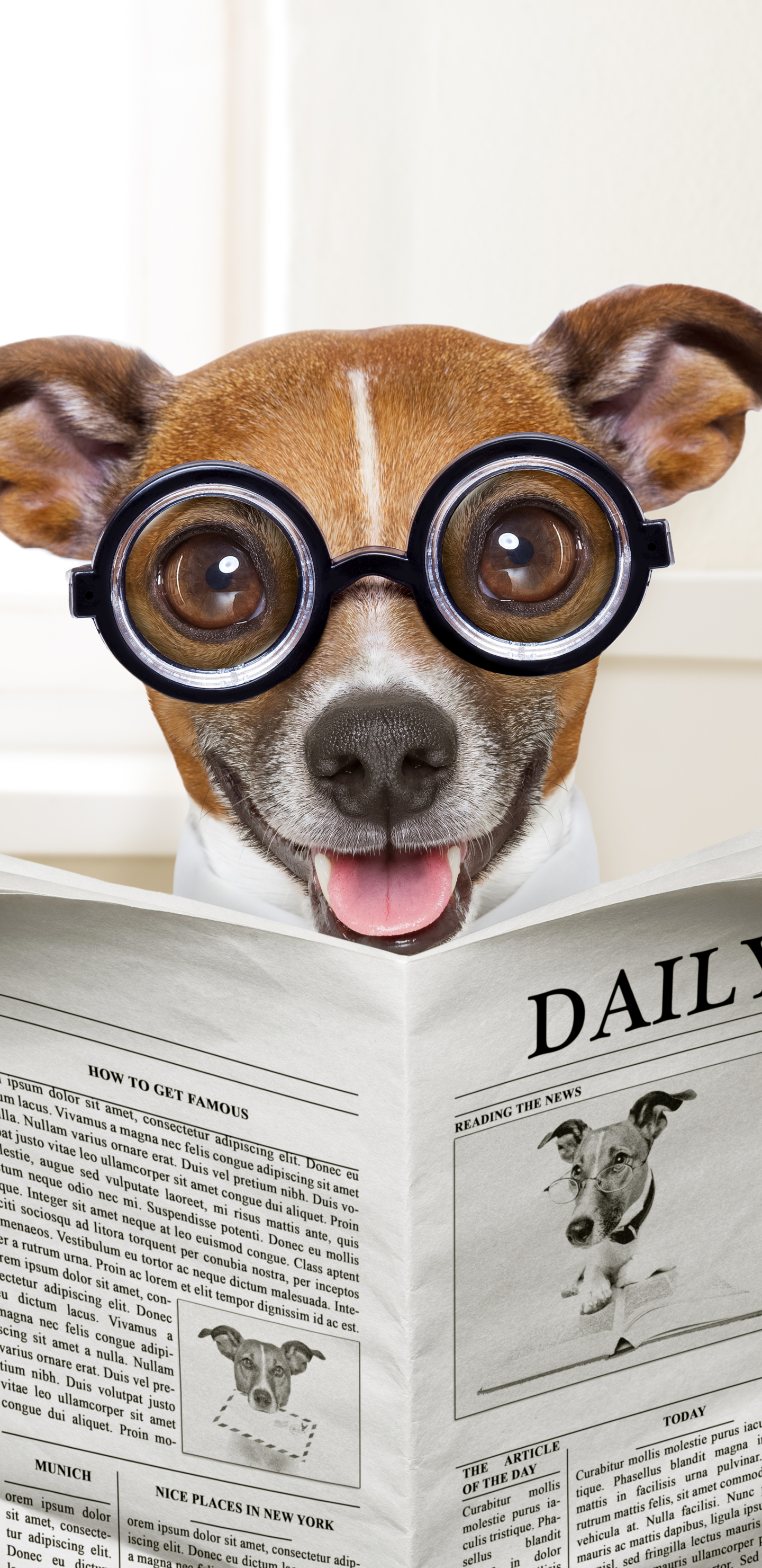 無料モバイル壁紙犬, 新聞, ユーモアをダウンロードします。